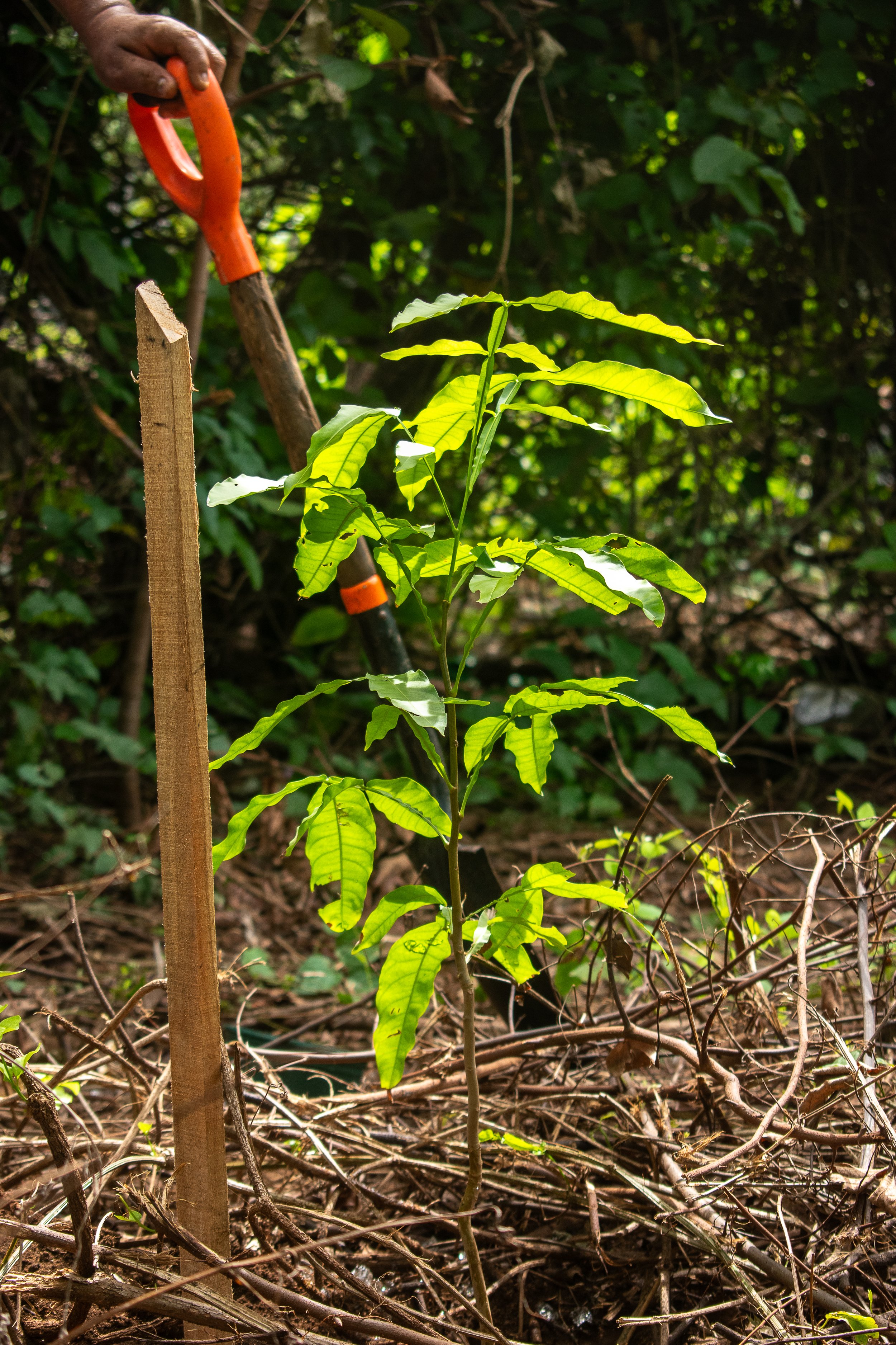 Mamón verde (Melicoccus bijugatus)
