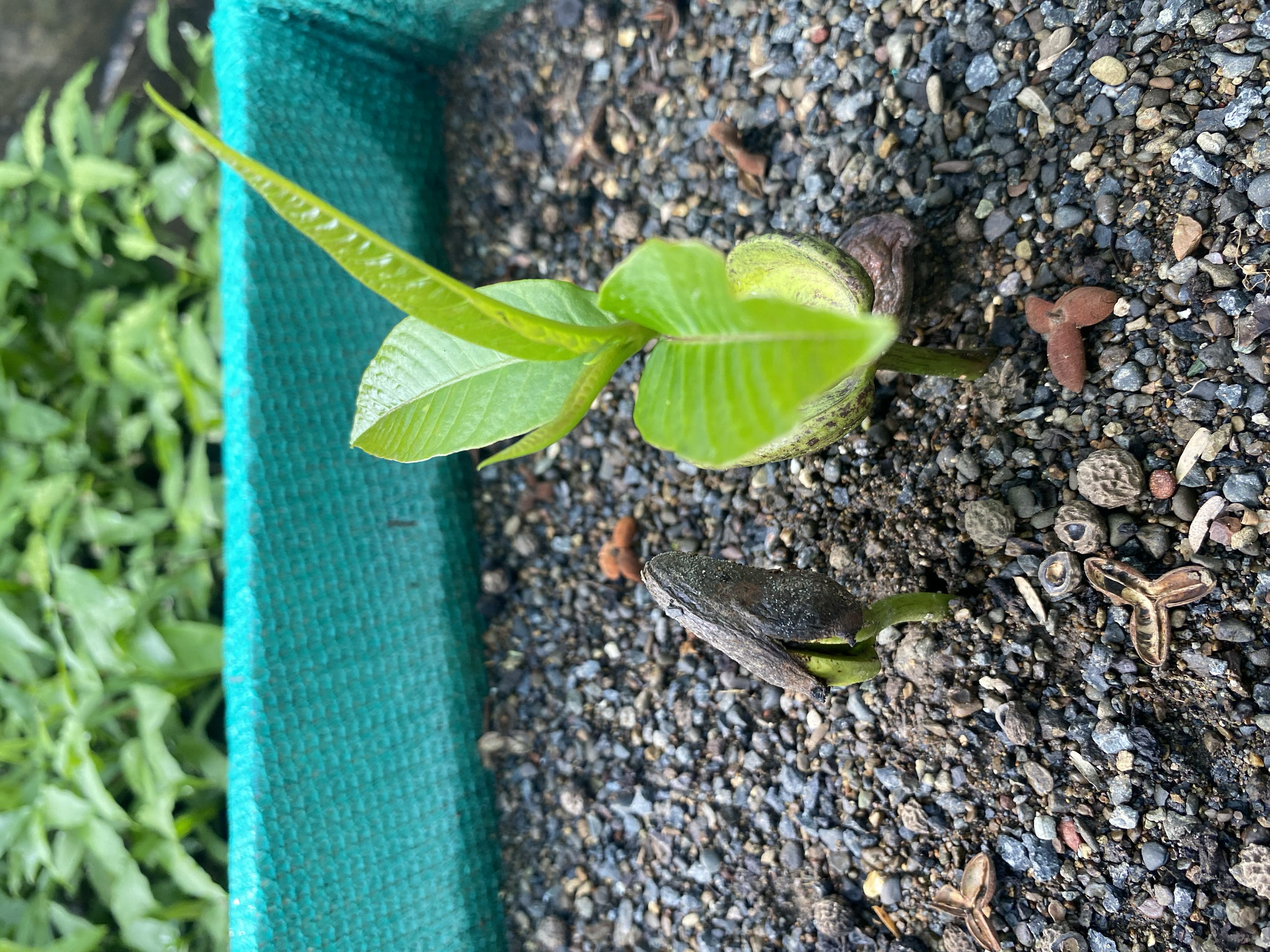 Espavel (Anacardium exelsum)