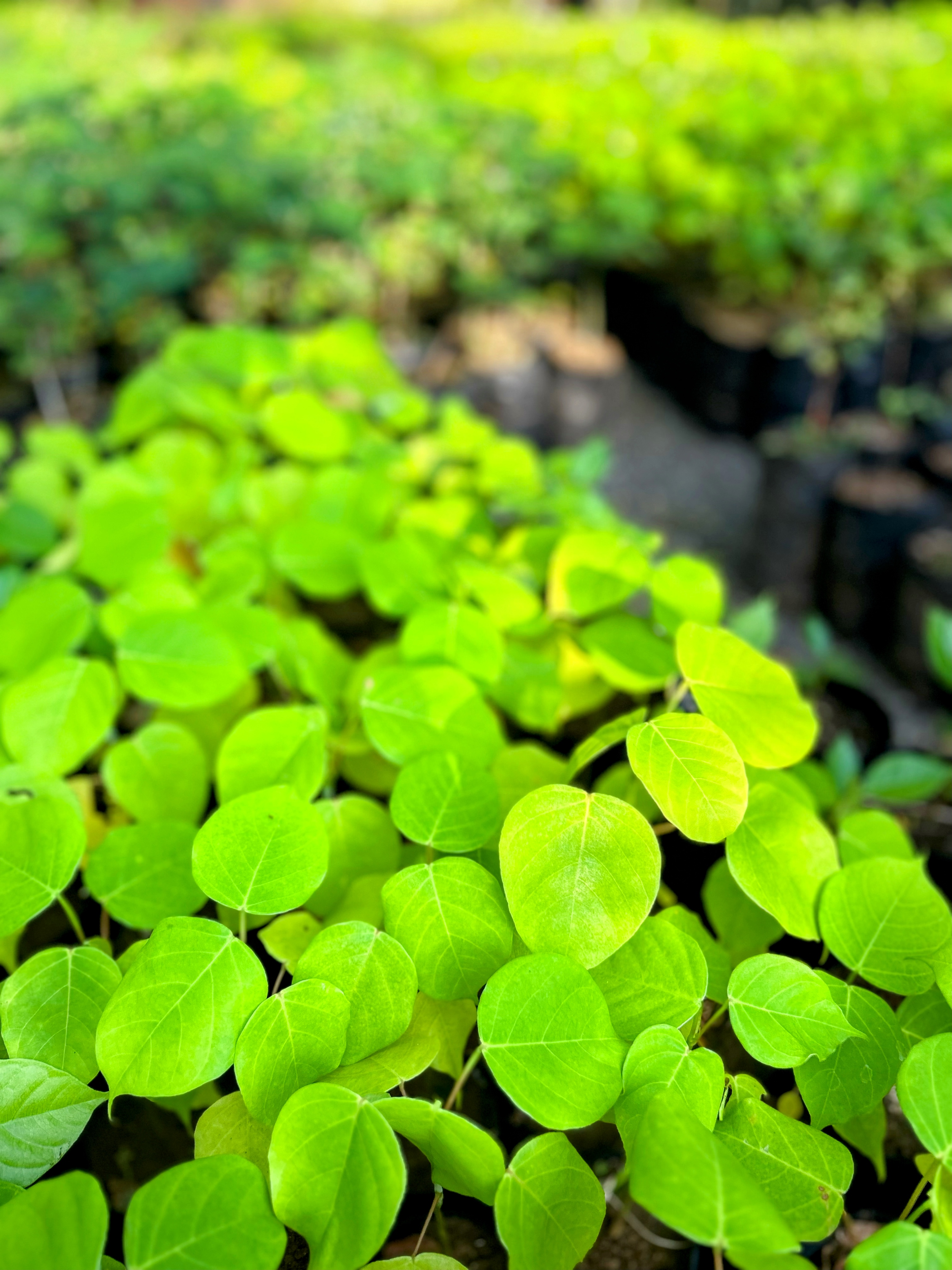 Ceibo Barrigón (Psedobombax septenatum) saplings