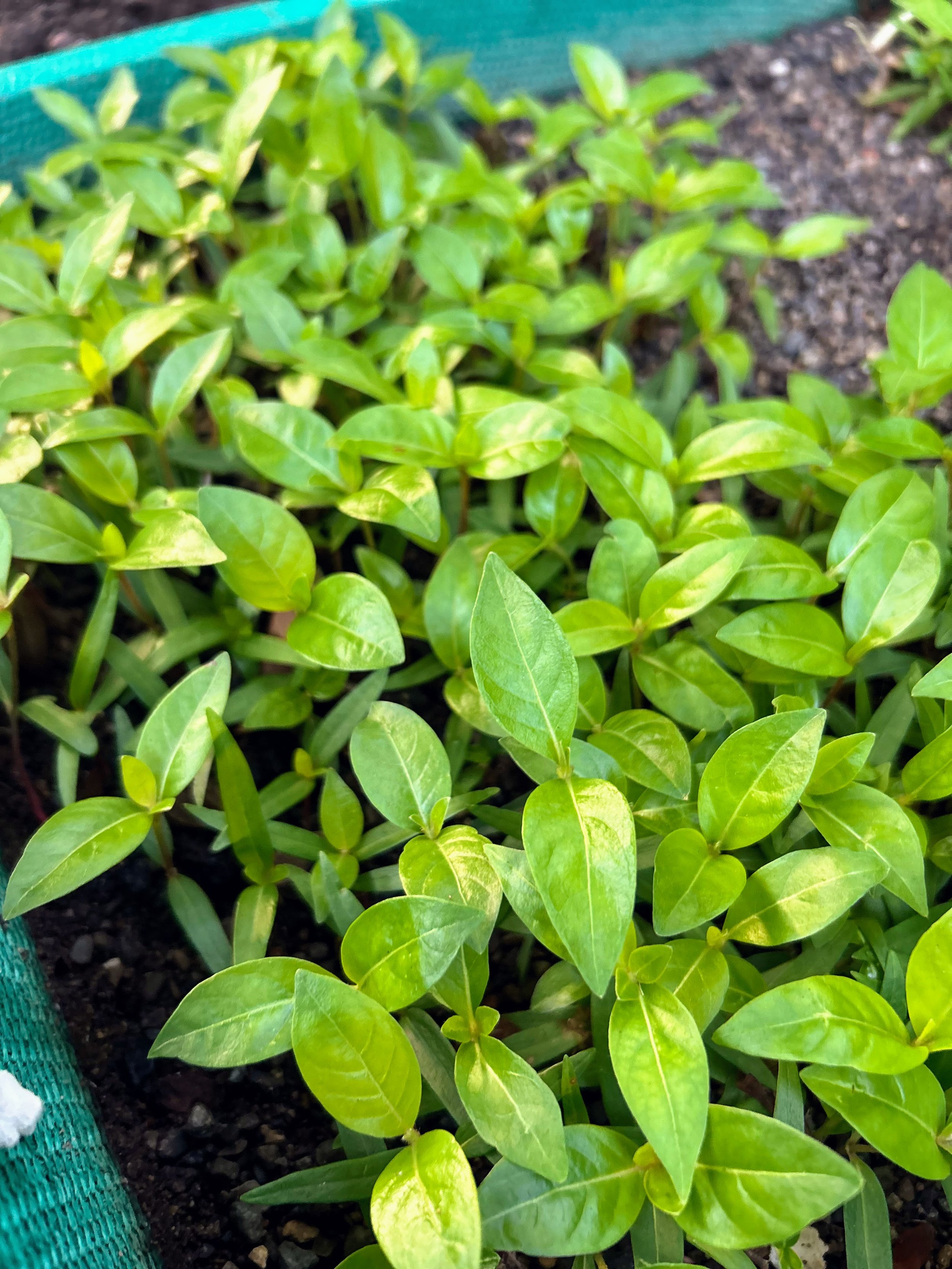 Nance, Nancite (Byrsonima crassifolia)