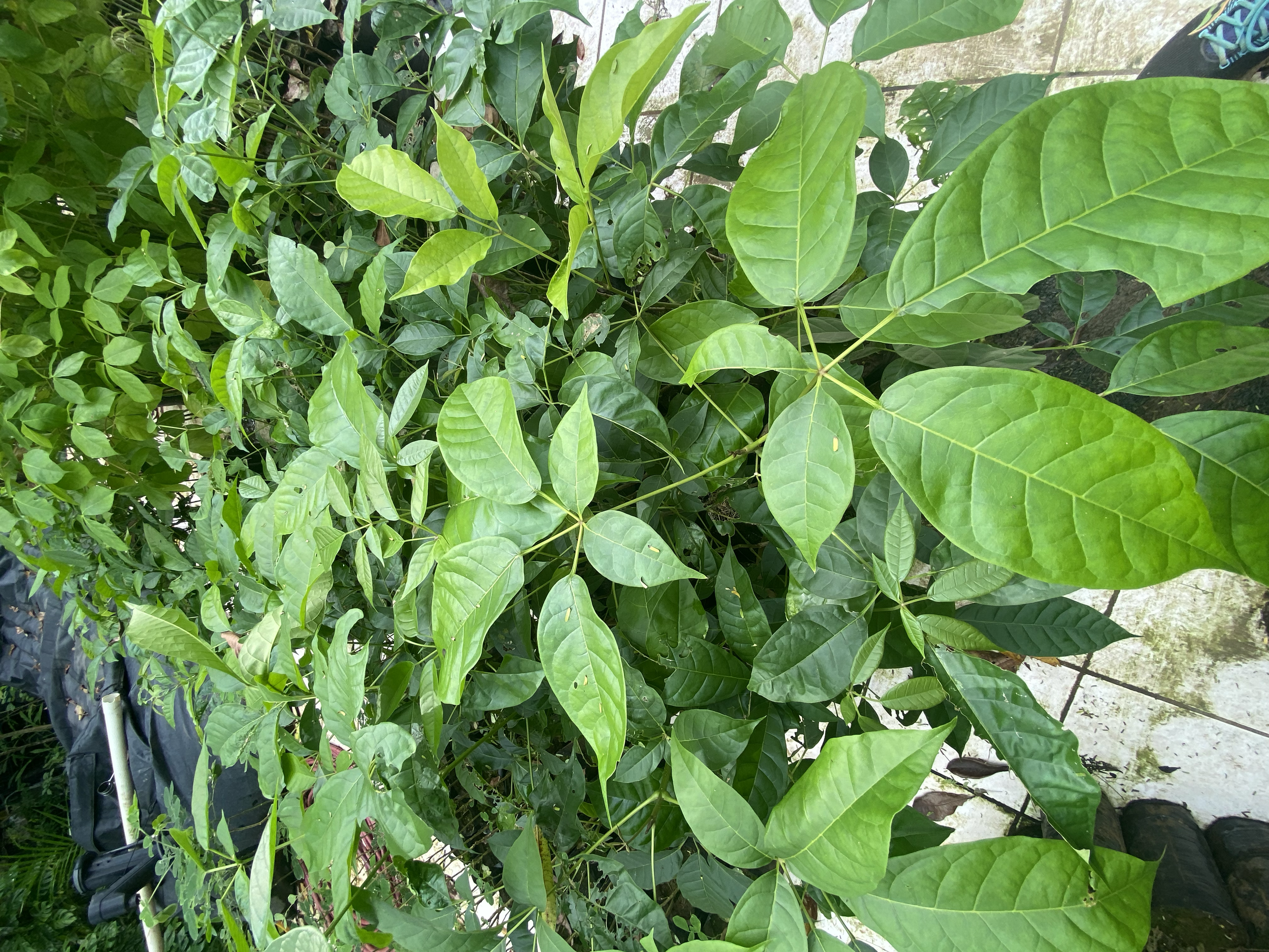 Roble sabana (Handroanthus rosea)