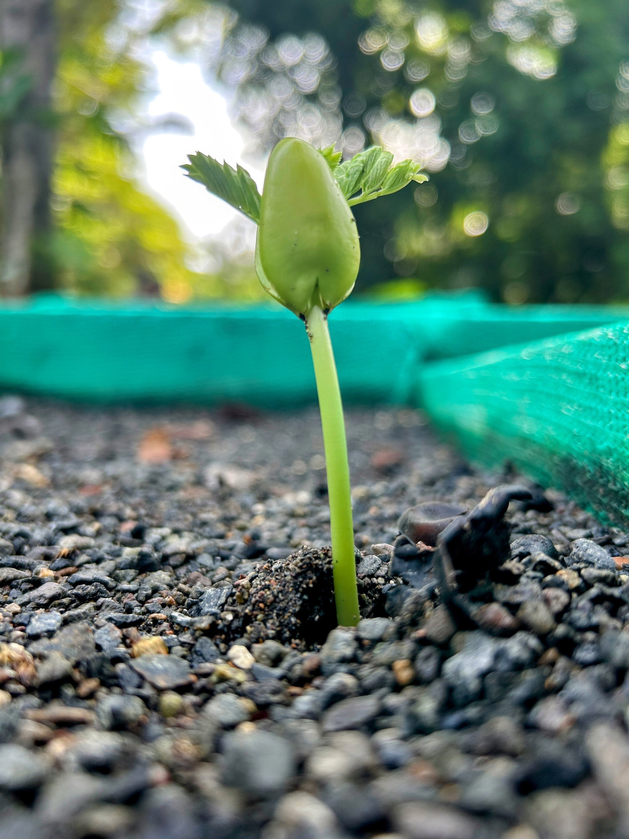 Guanacaste (Enterolobium cyclocarpum)