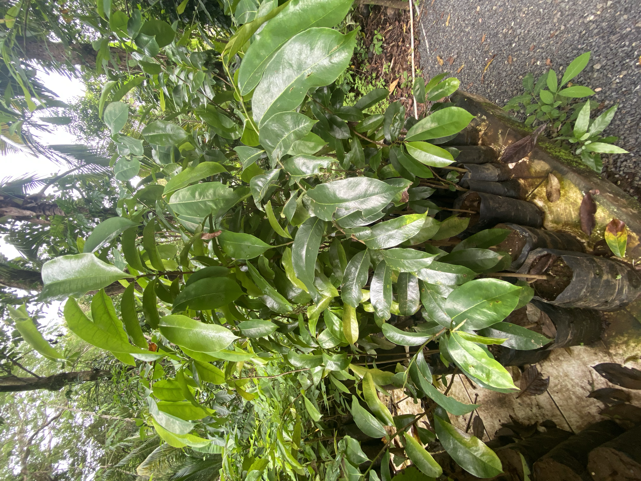Soursop, Guanábana (Anonna muricata)
