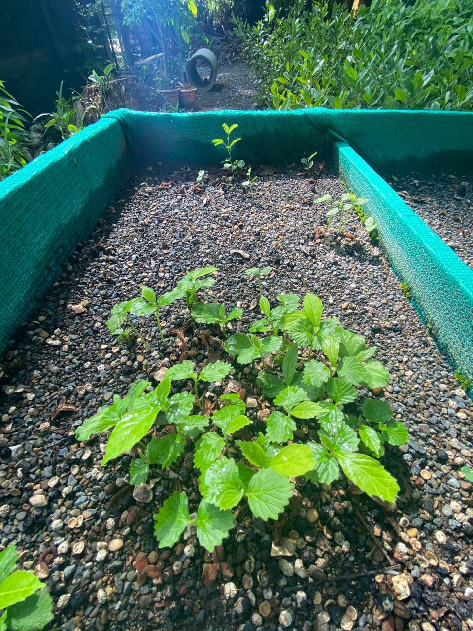 Muñeco (Cordia collococca)