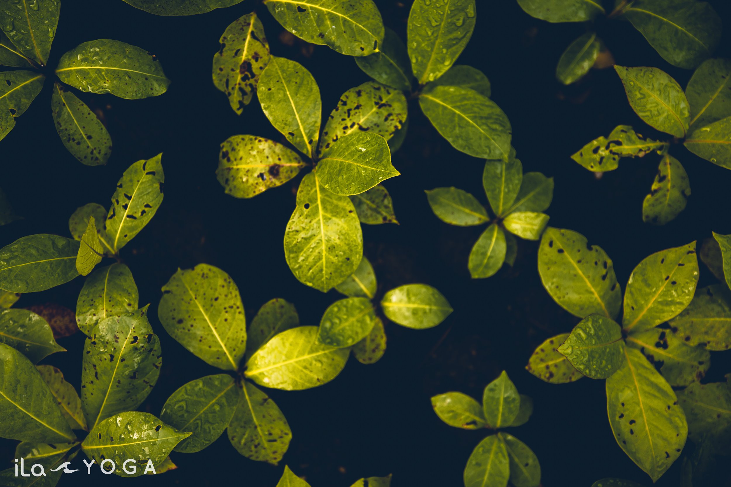 Tropical Almond (Terminalia catappa) saplings