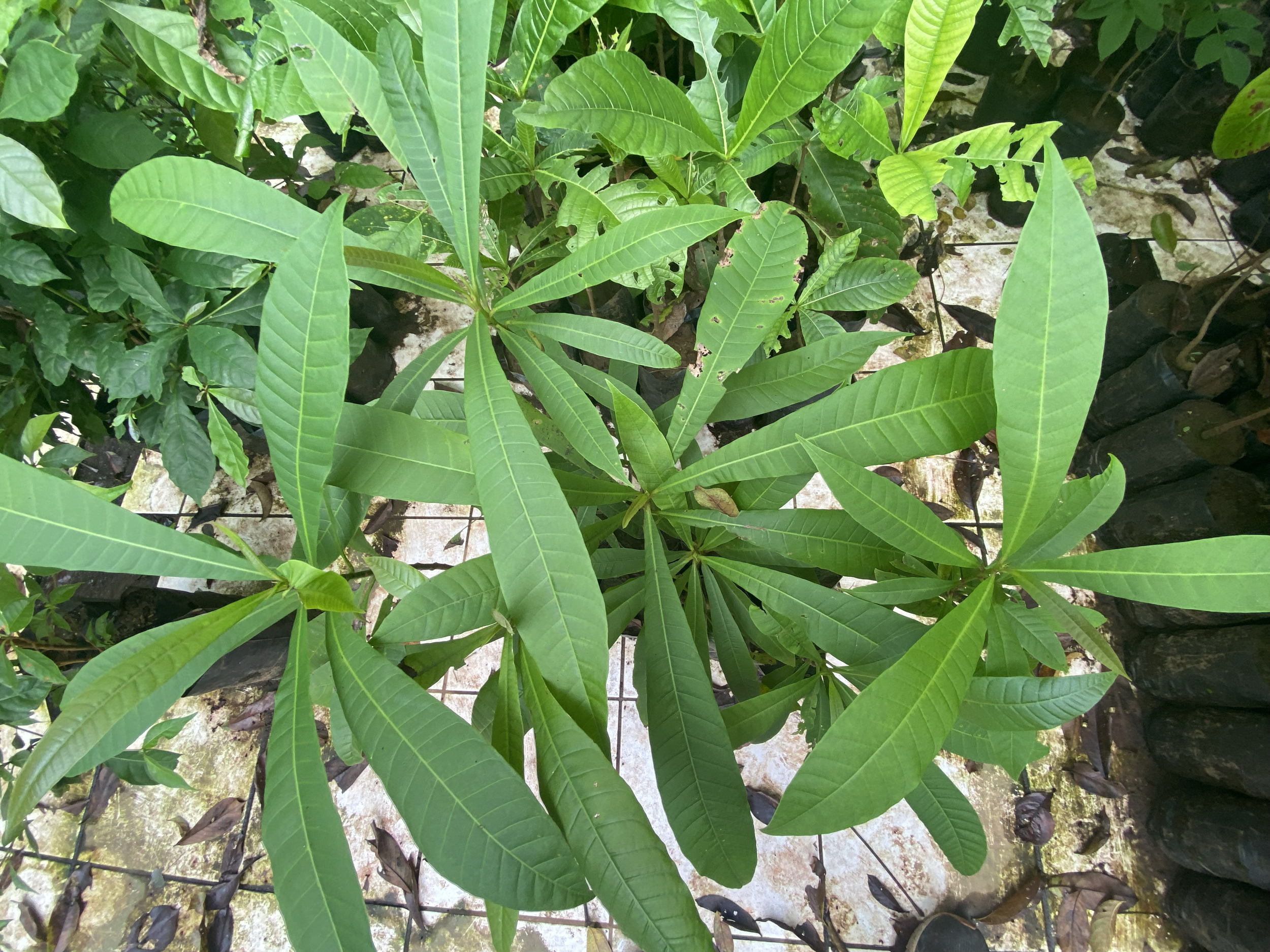 Espavel (Anacardum exelsum)