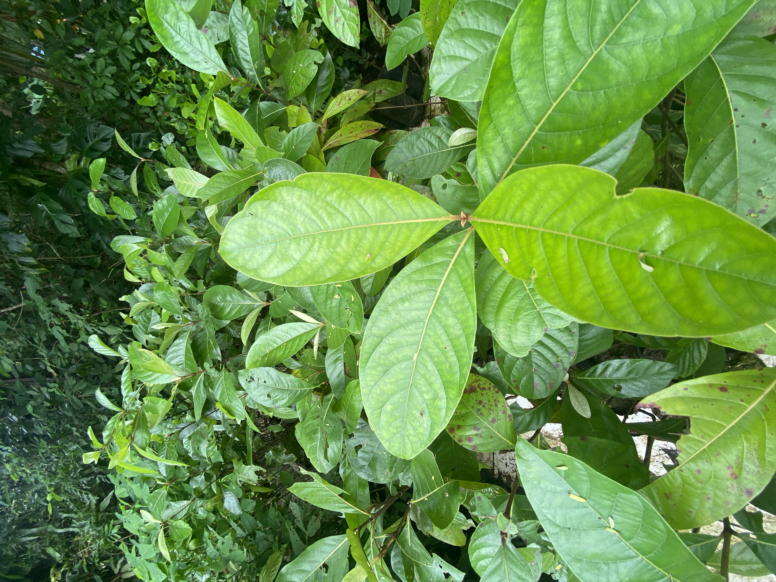 Nance, Nancite (Byrsonima craassifolia)