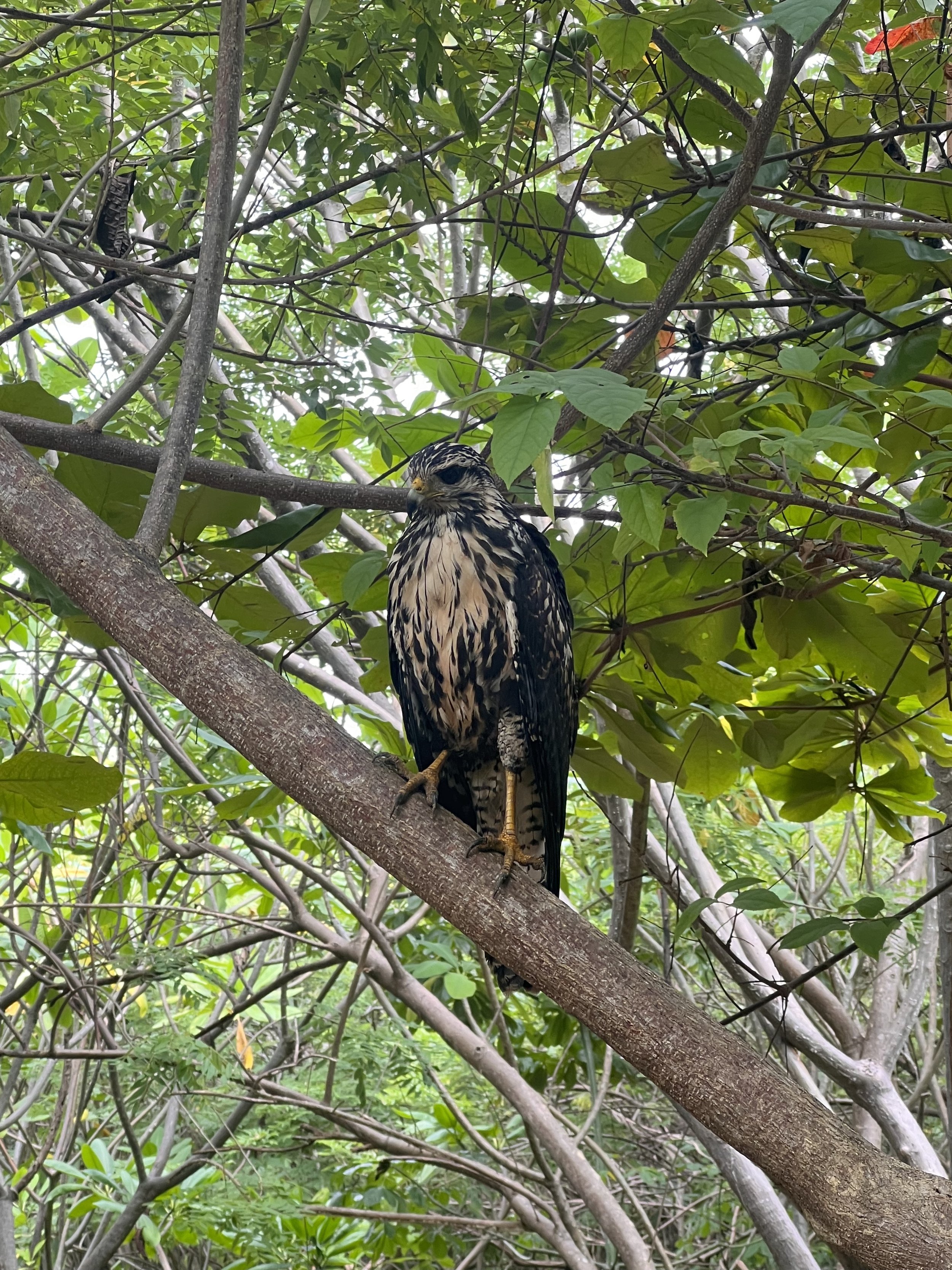 Common Black Hawk (Buteogallus anthracinus)