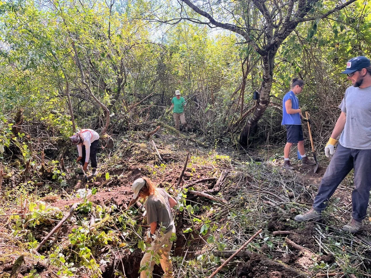 Bringing Water Back to the Land: How Beaver&nbsp;Analogs Help Restore Wetlands&nbsp;