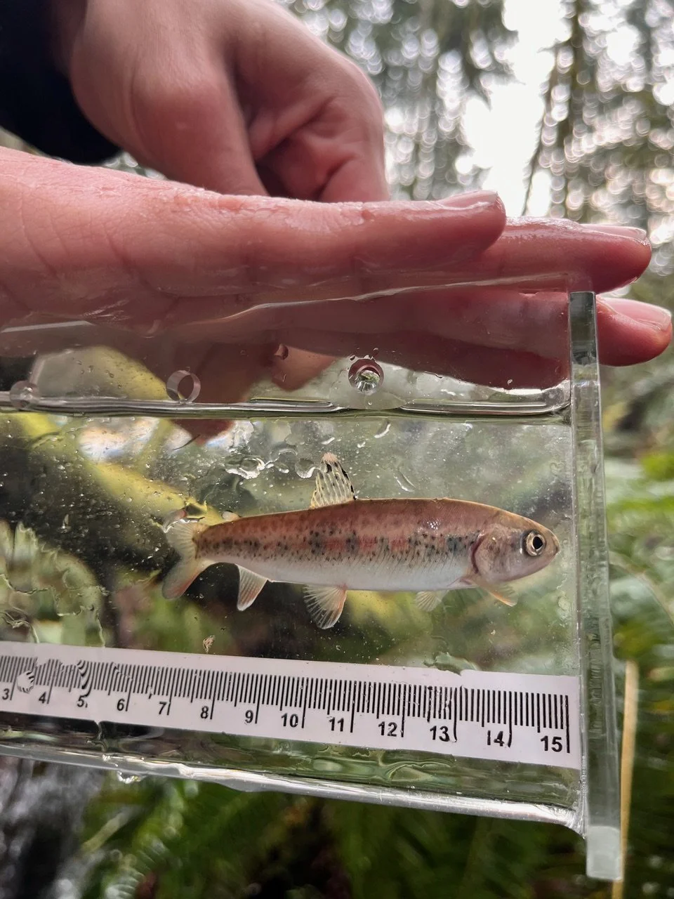 Coastal Cutthroat Trout.jpeg