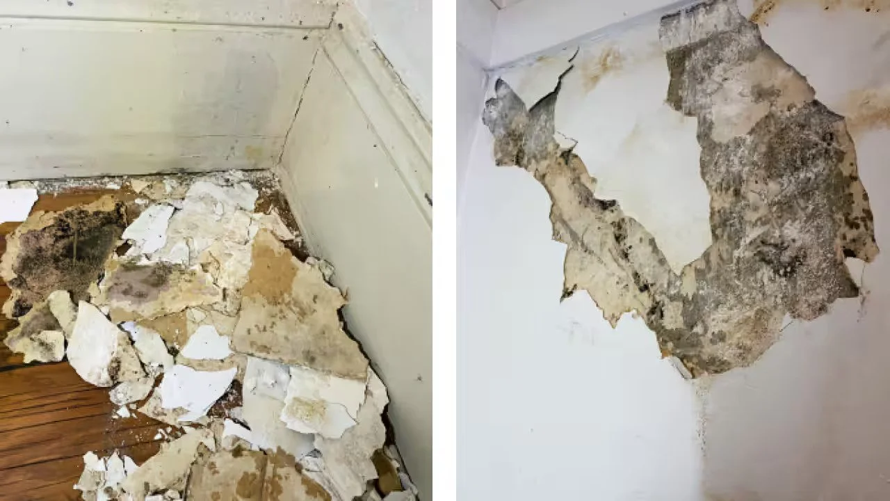 Severe mould growth and plasterboard damage caused by prolonged moisture exposure inside wall