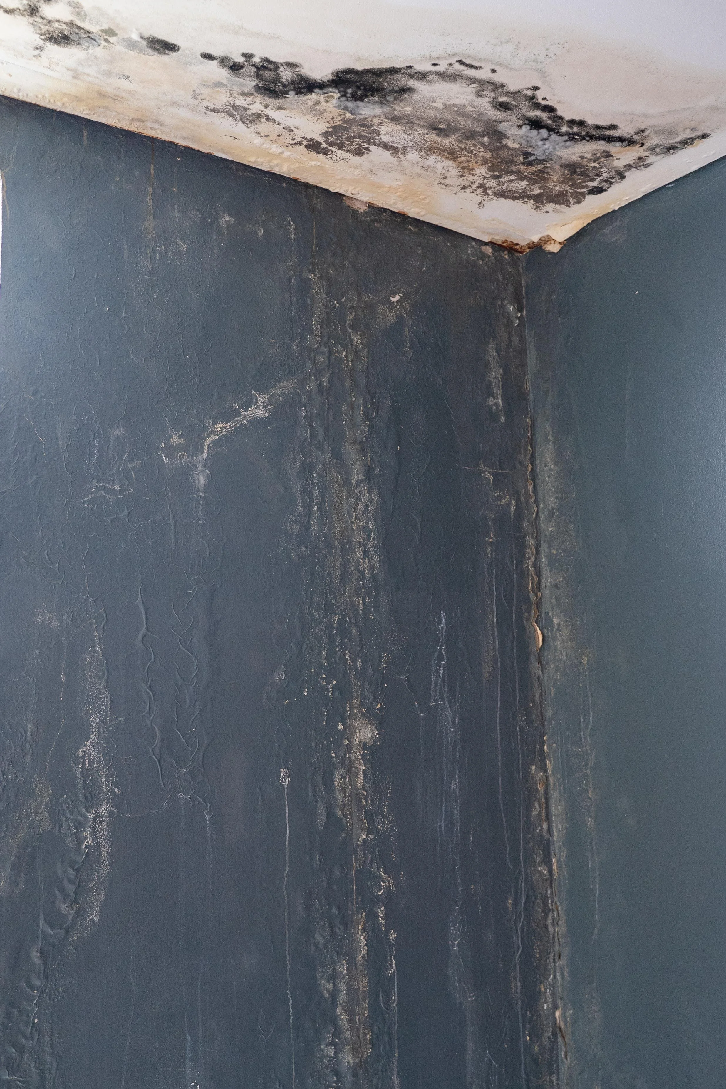 Severe mould growth caused by moisture and poor ventilation inside a residential wall corner