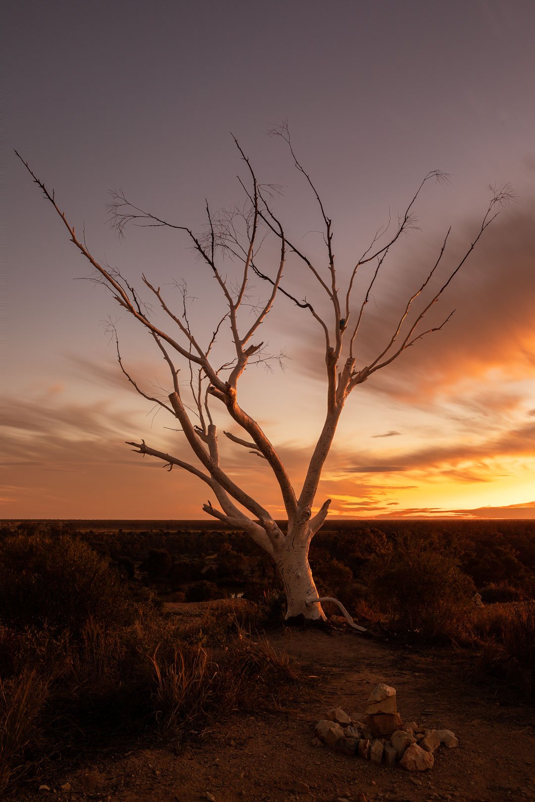 A Painted white tree photographed at sunset at Nettleton's First Shaft Lookout (source: Matthew Maguire)