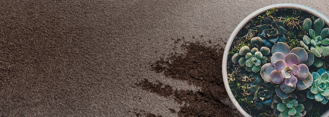 Eco+ Carpet Stain Removal