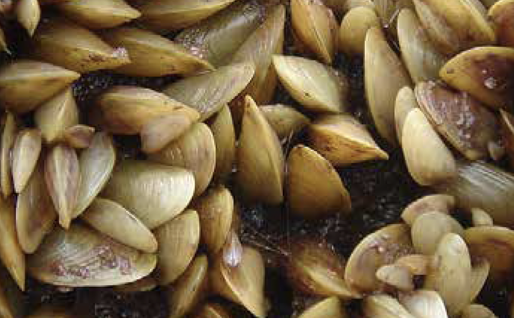INVASIVE AQUATIC INVERTEBRATE SPECIES GUIDE