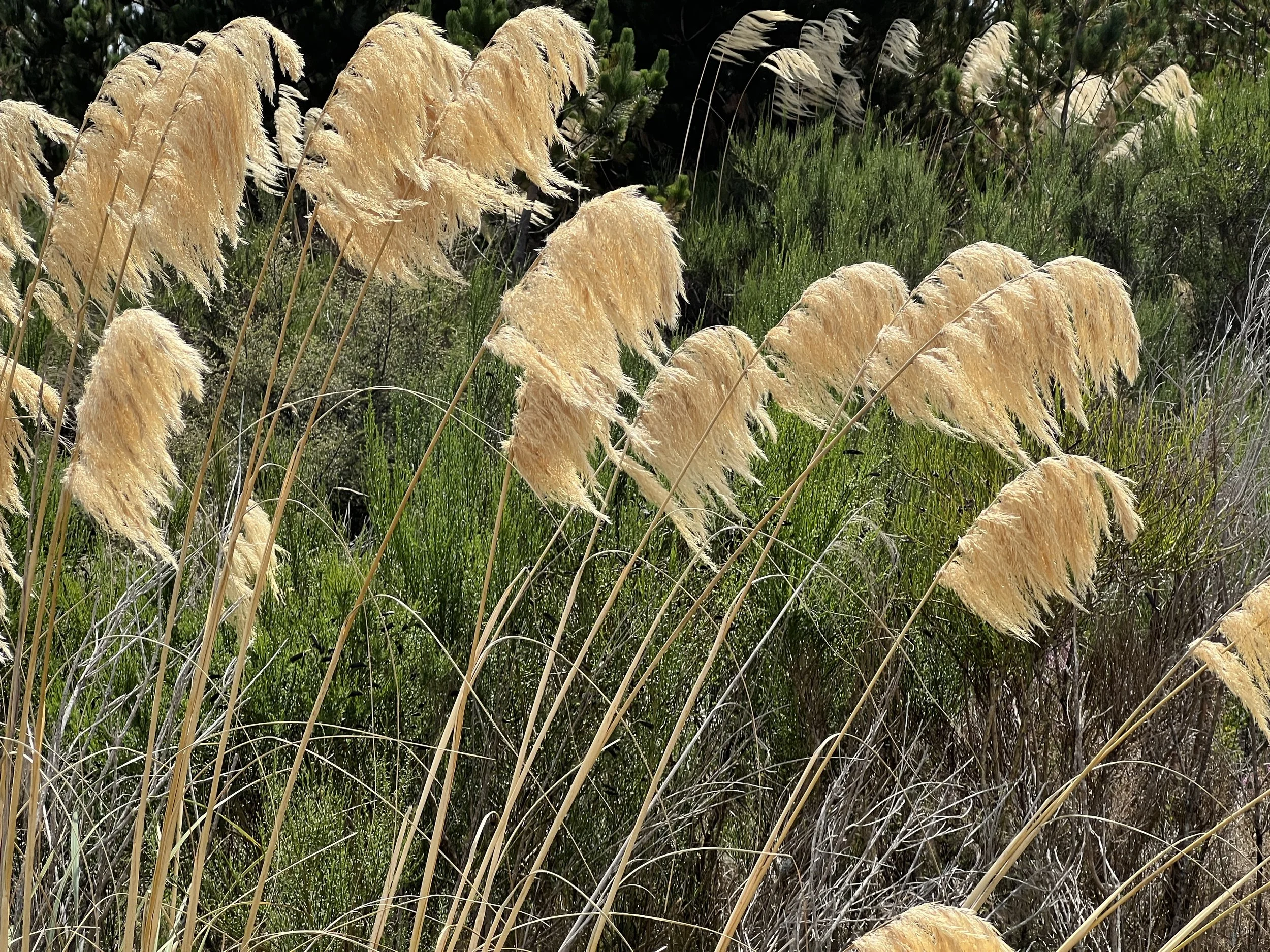 The Simplicity of Being Present:   how the power of a pause can restore balance to your inner world