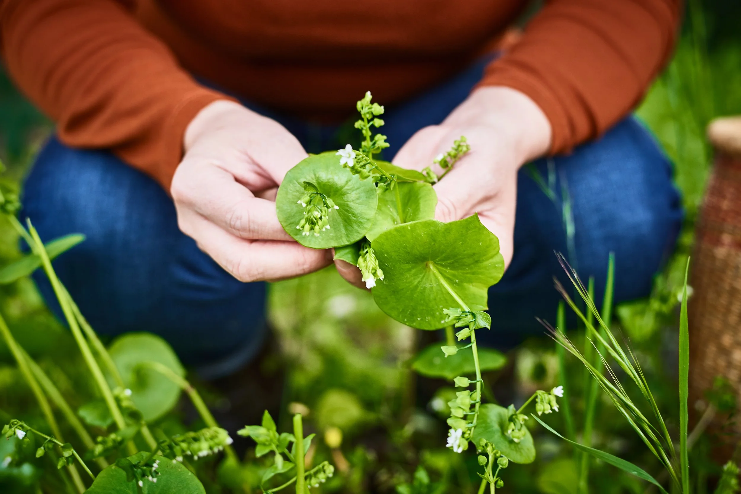 ko holding miners lettuce.jpg