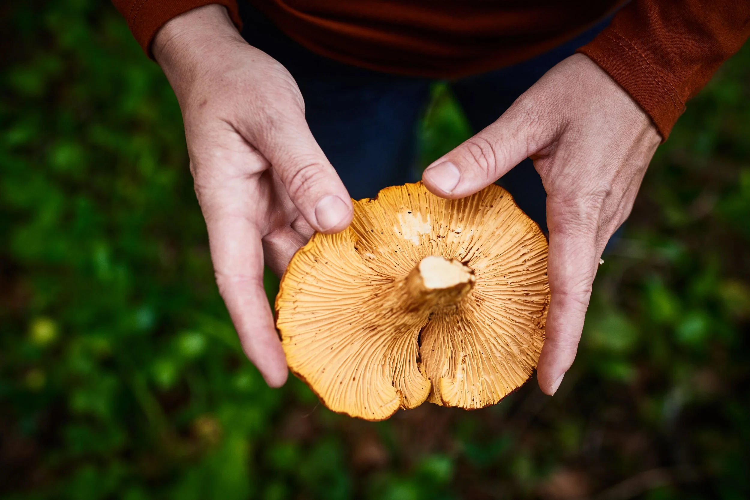 ko holding chanterelle.jpg