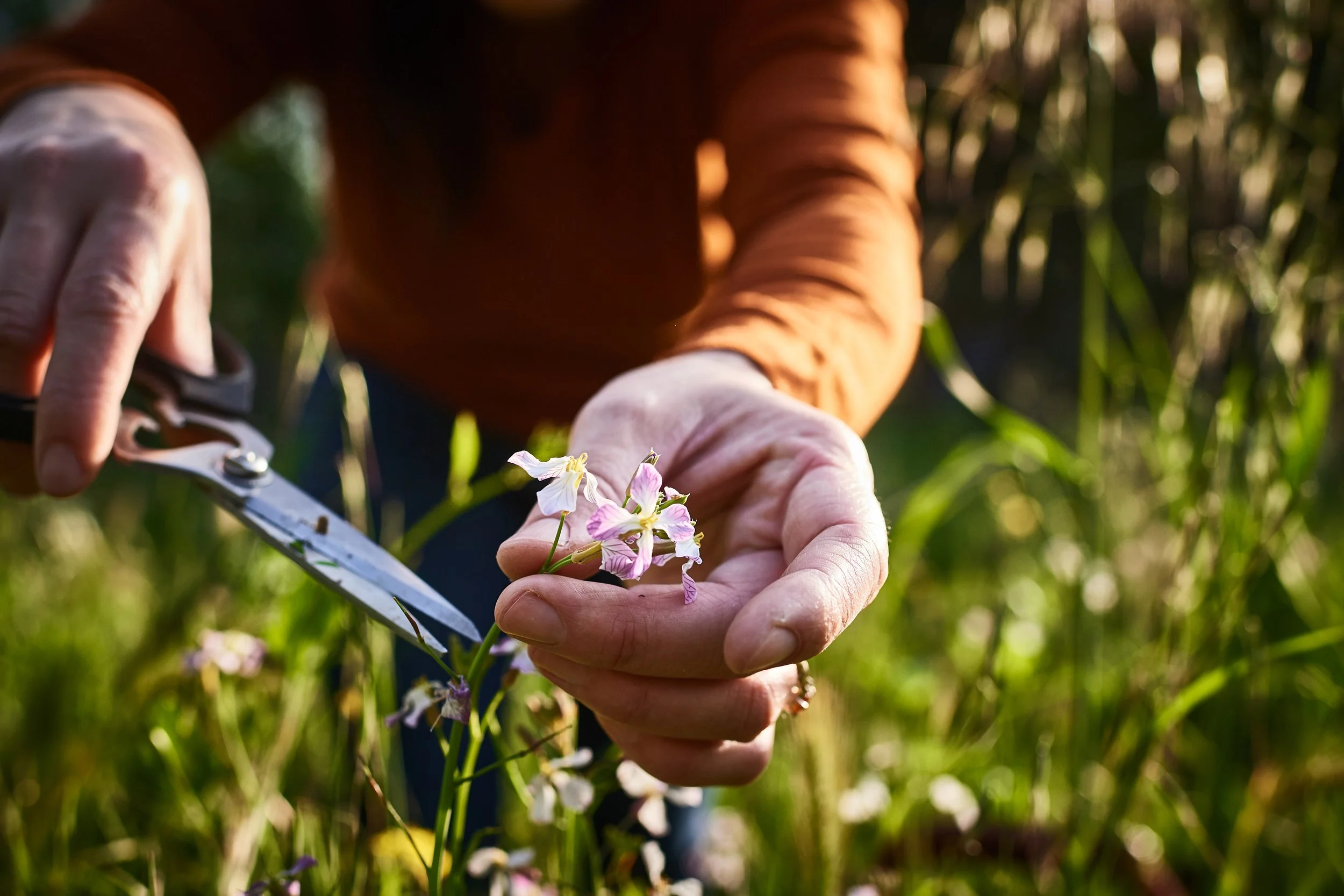 clipping radish blossoms.jpg