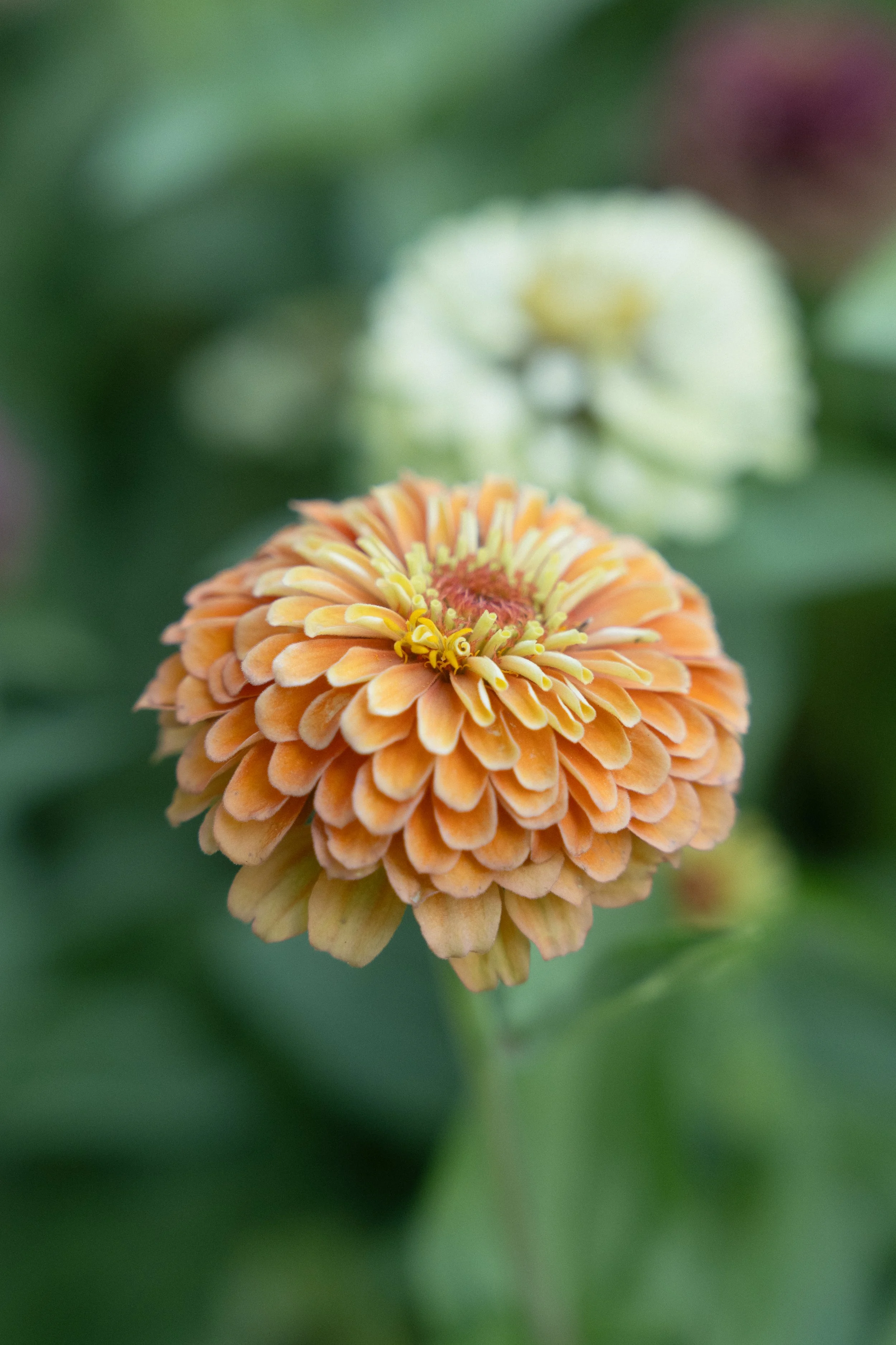 FP001854.jpg