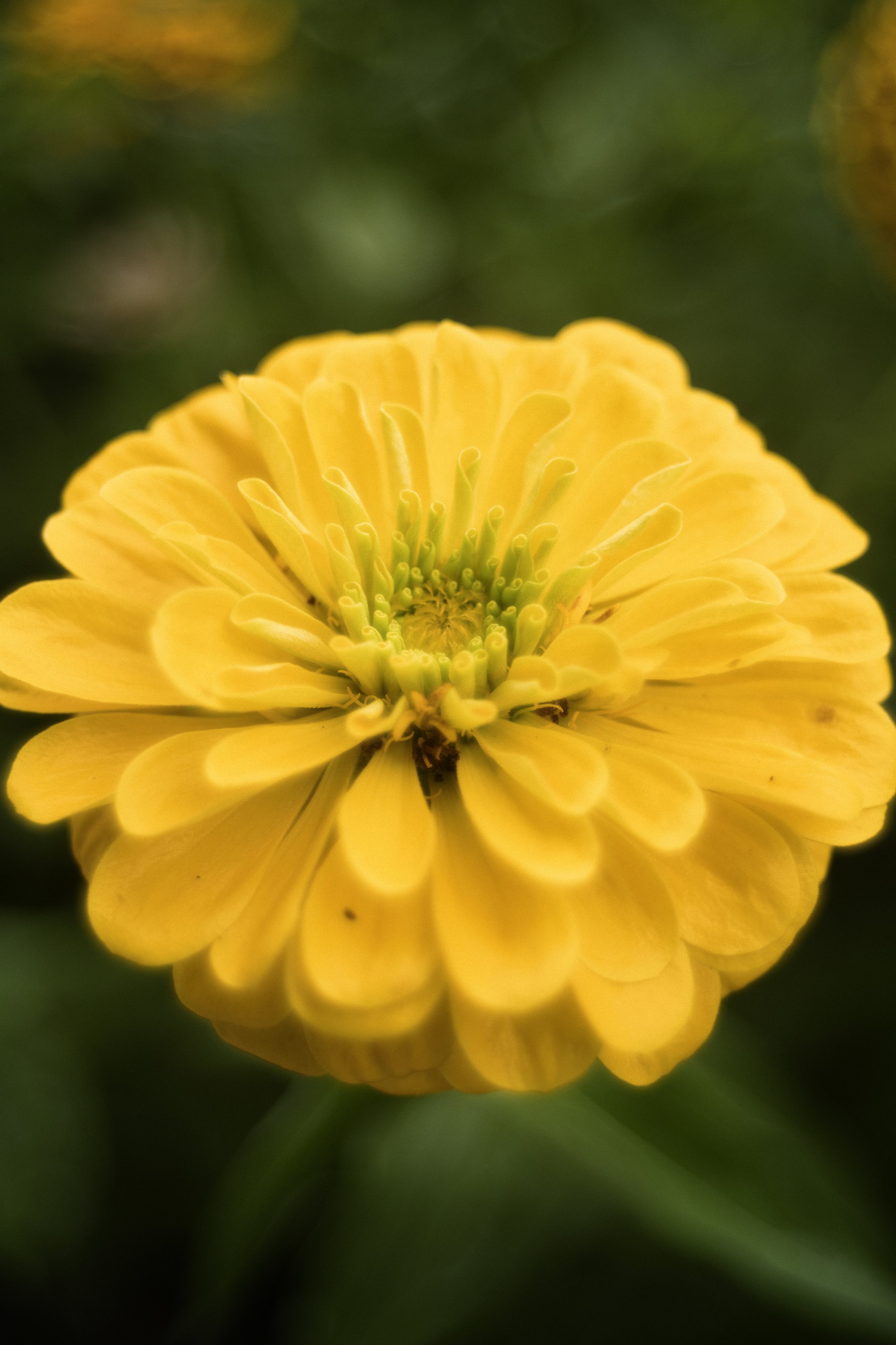 zinnia_macro.jpg