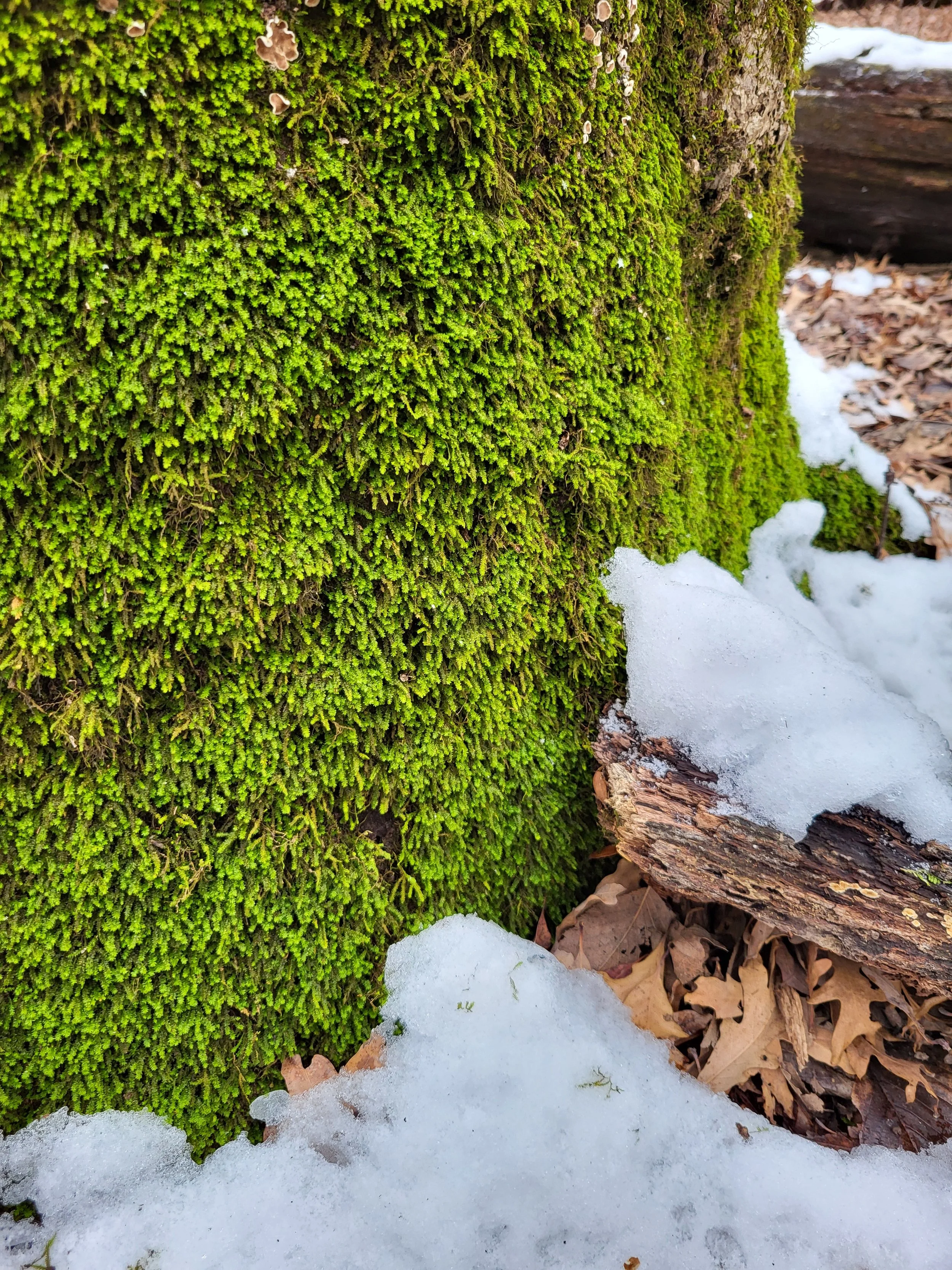 Excellent moss.jpg