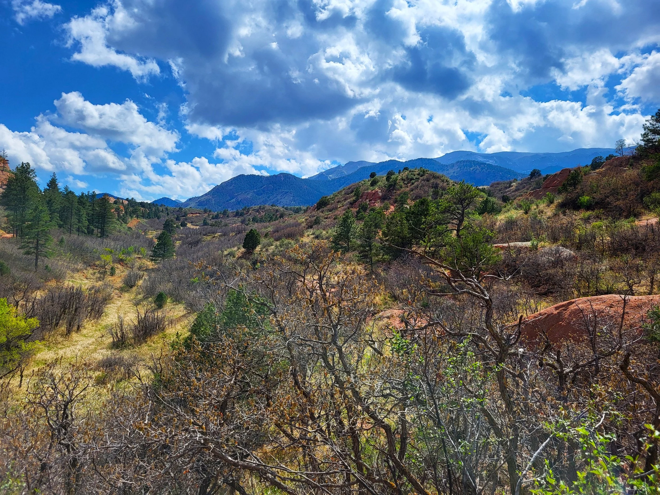 Brushland in blue.jpg