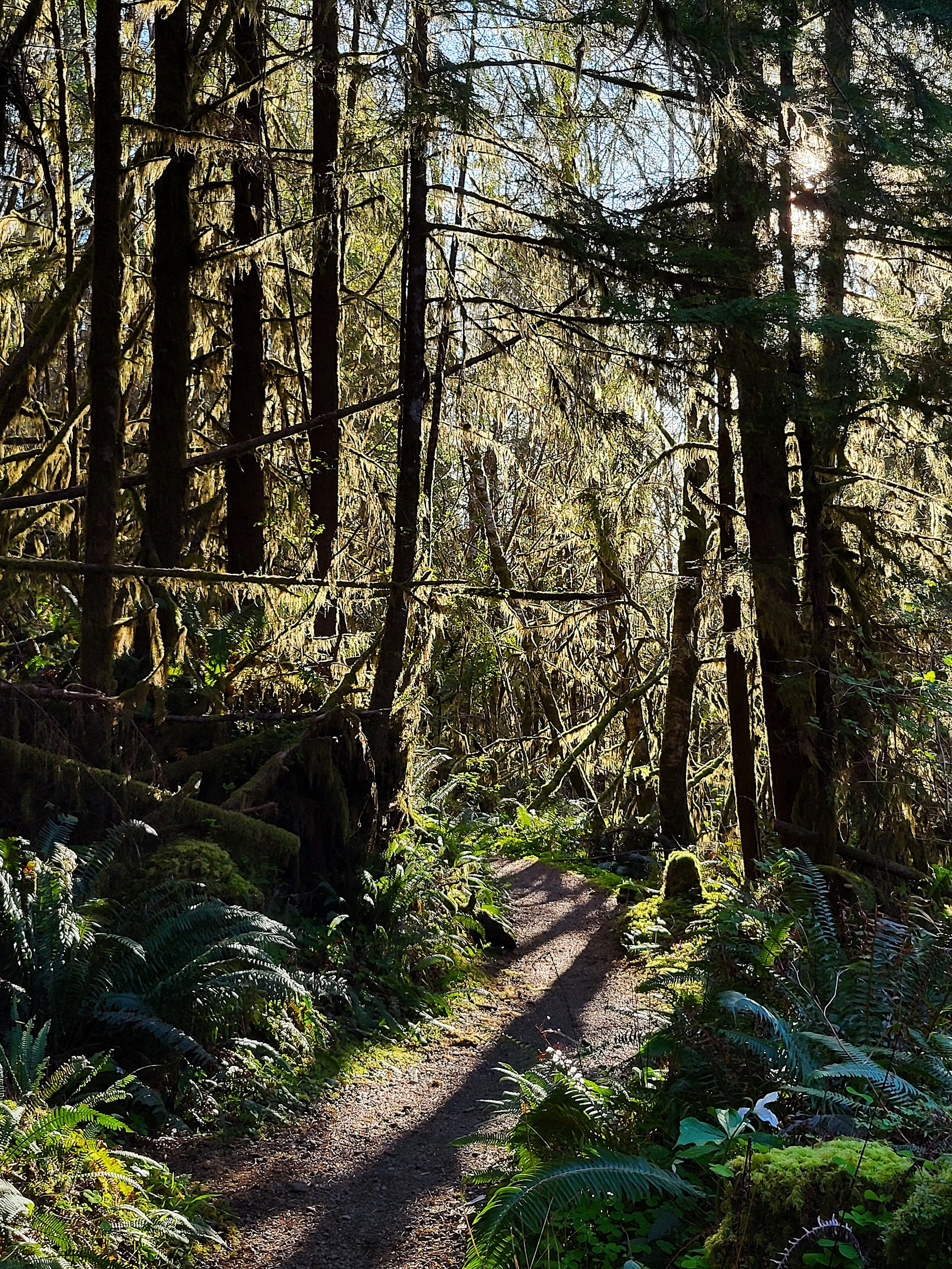 Cool Forest.jpg