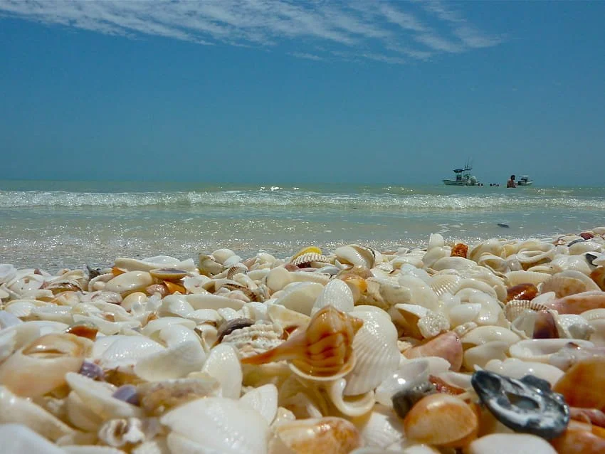 desktop-wallpaper-shell-in-the-sea-sanibel-island.jpg