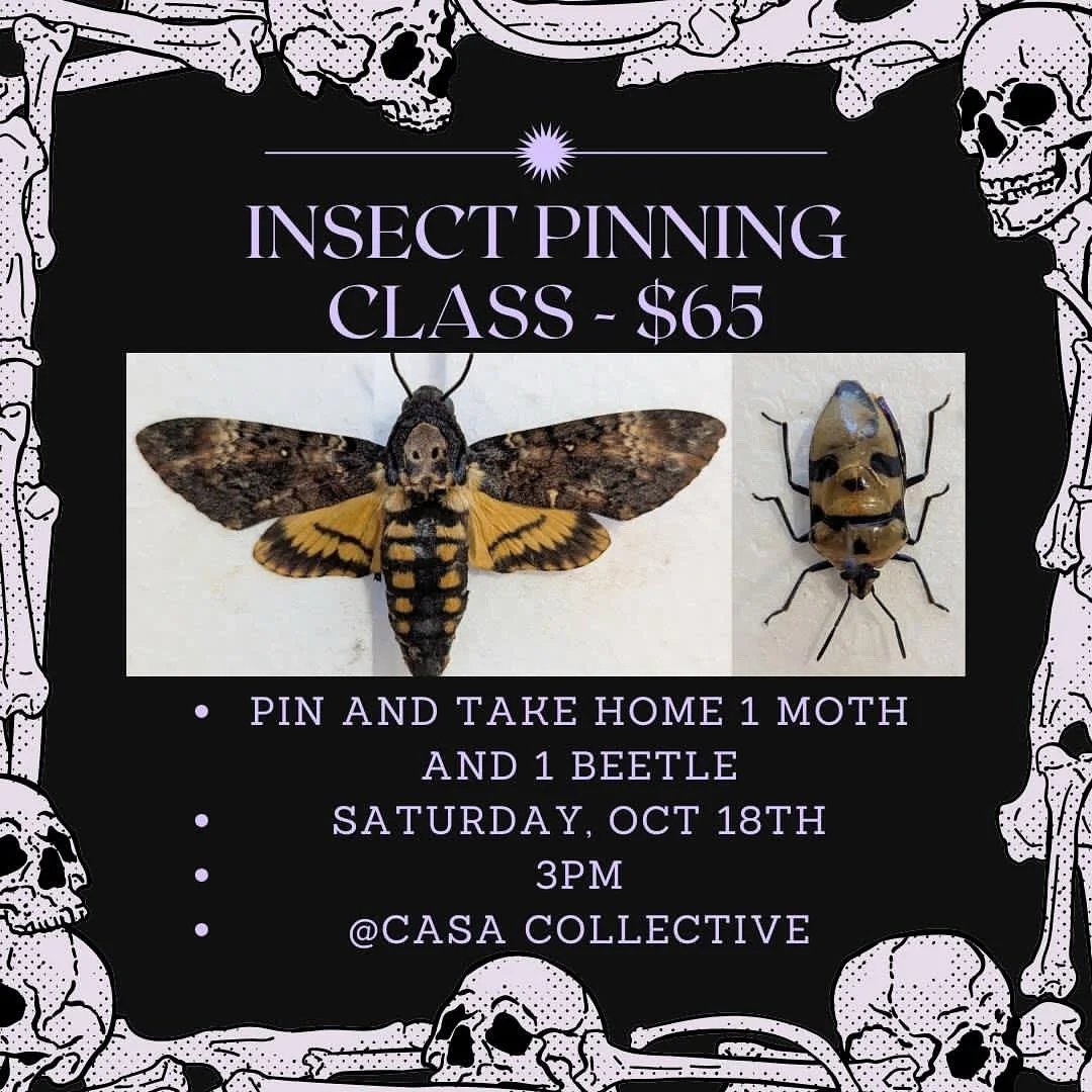 Join @hideawayinsectart for a special spooky insect pinning workshop! Two real insects (one death&rsquo;s-head hawkmoth and one death head beetle) will be provided to you, along with all of the supplies and guidance that you&rsquo;ll need to pose the