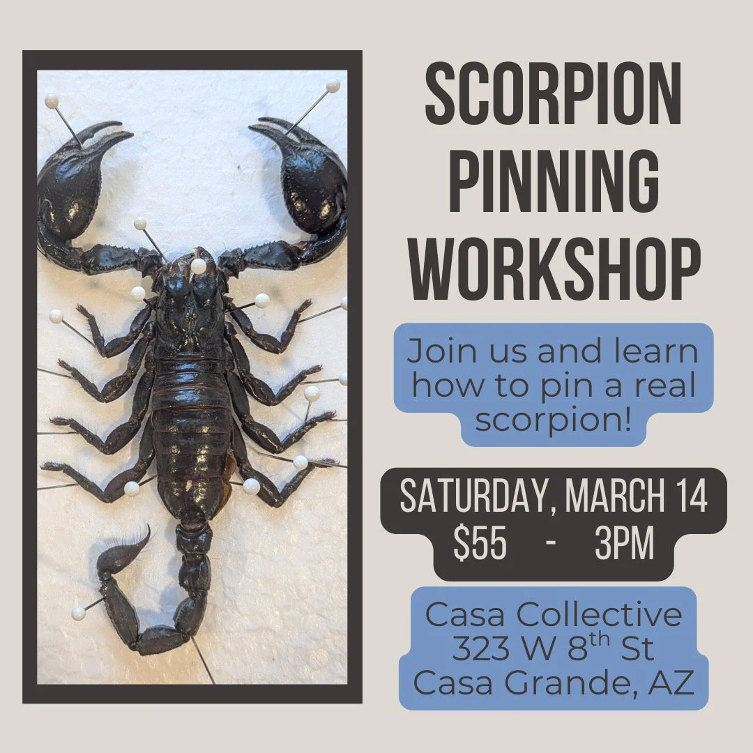 Scorpion Pinning