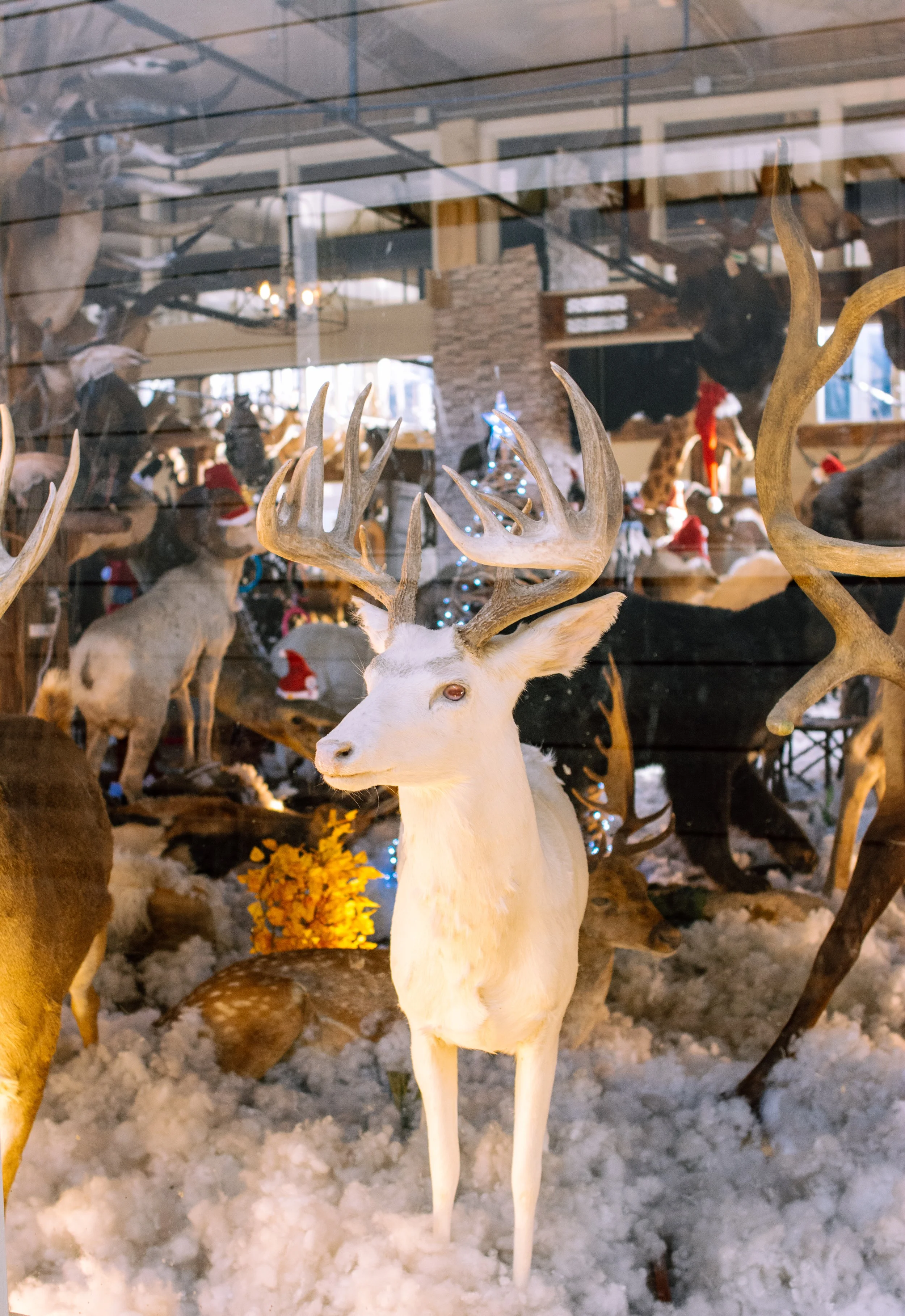 Fort Worth Stockyards2_2024-12.jpg