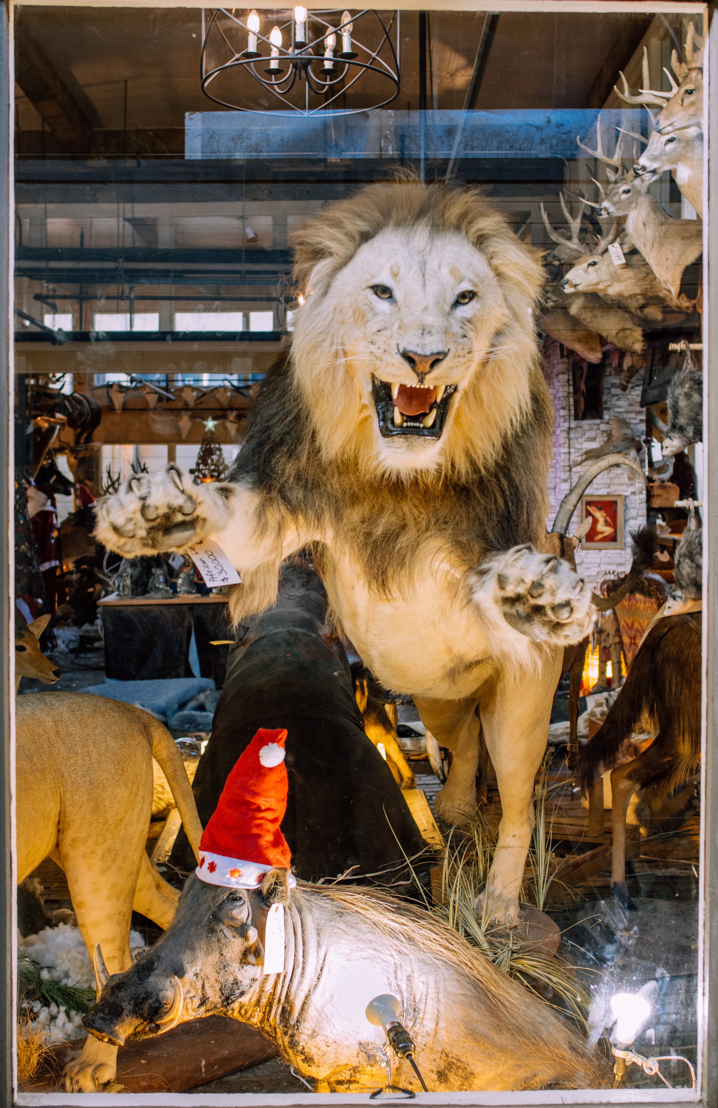 Fort Worth Stockyards2_2024-04.jpg