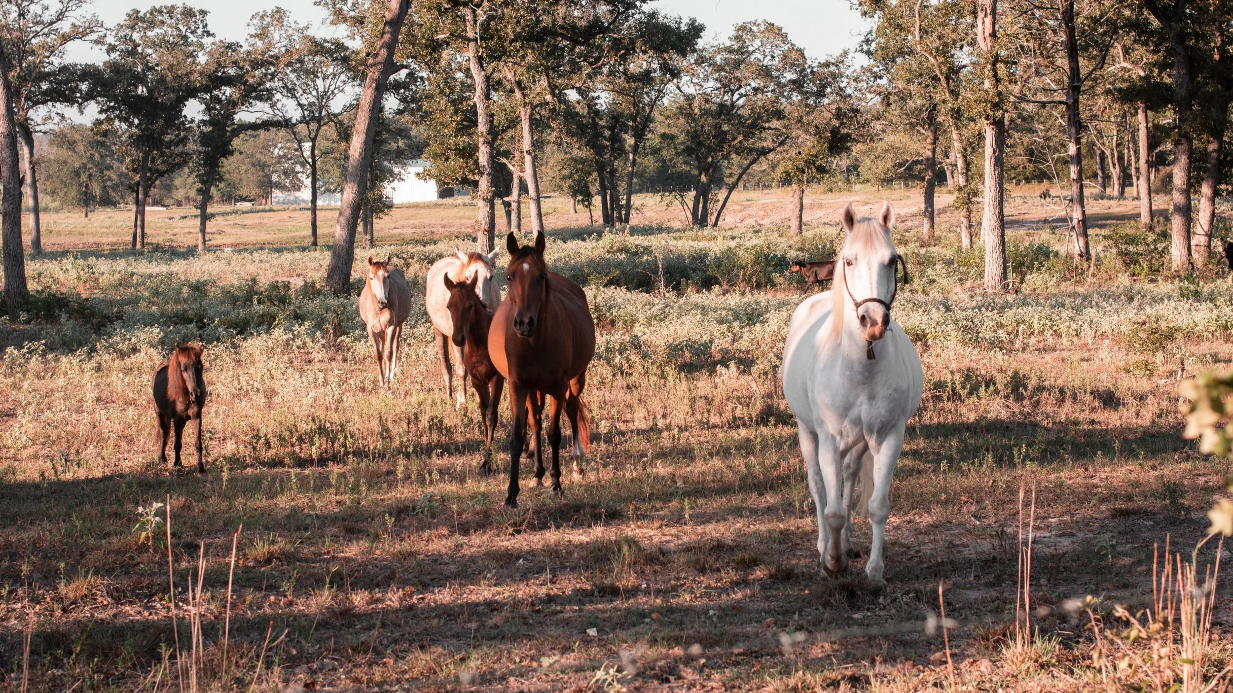 Horse Landscape 2022.7.jpg