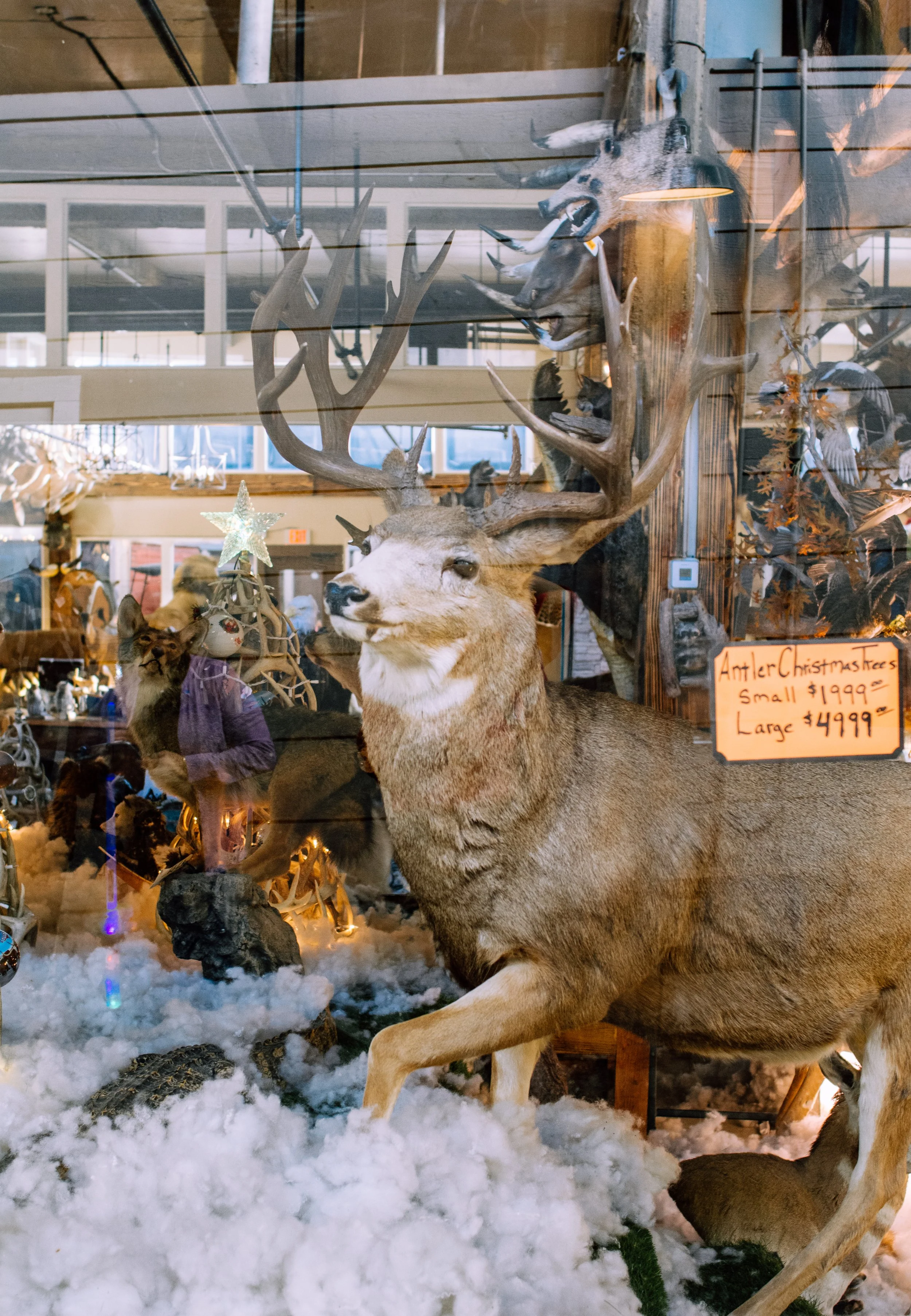 Fort Worth Stockyards2_2024-11.jpg