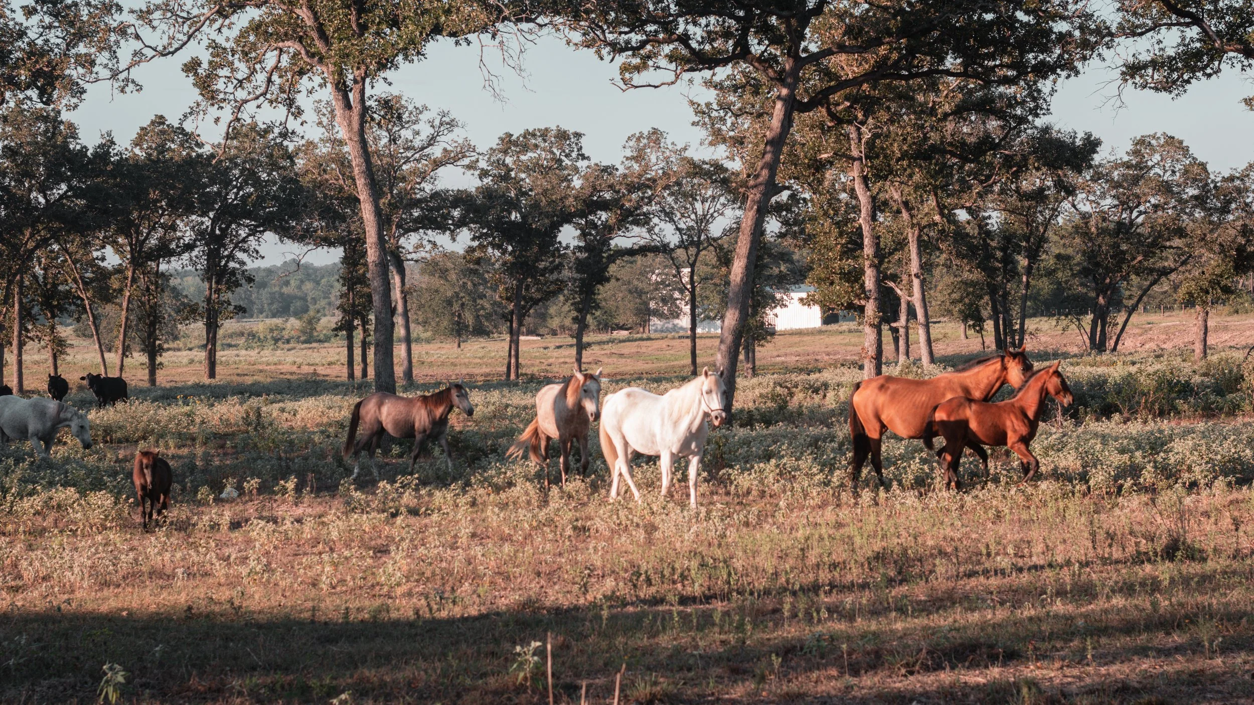 Horse Landscape 2022.8.jpg