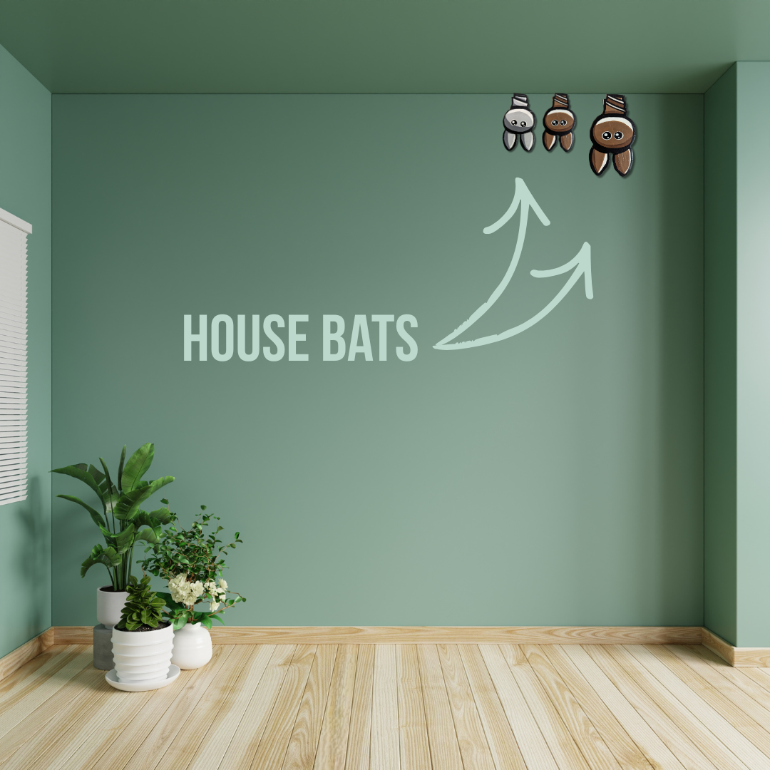 house bats in green room.png