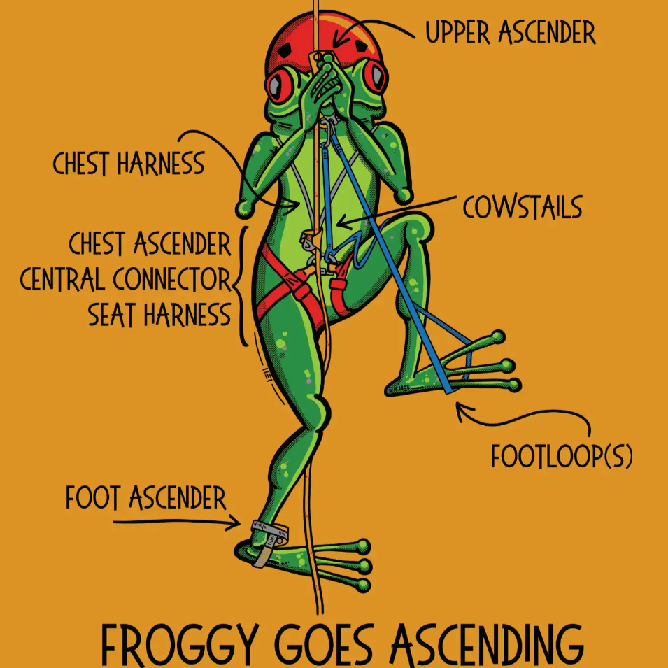 Froggy+on+Mustard.png