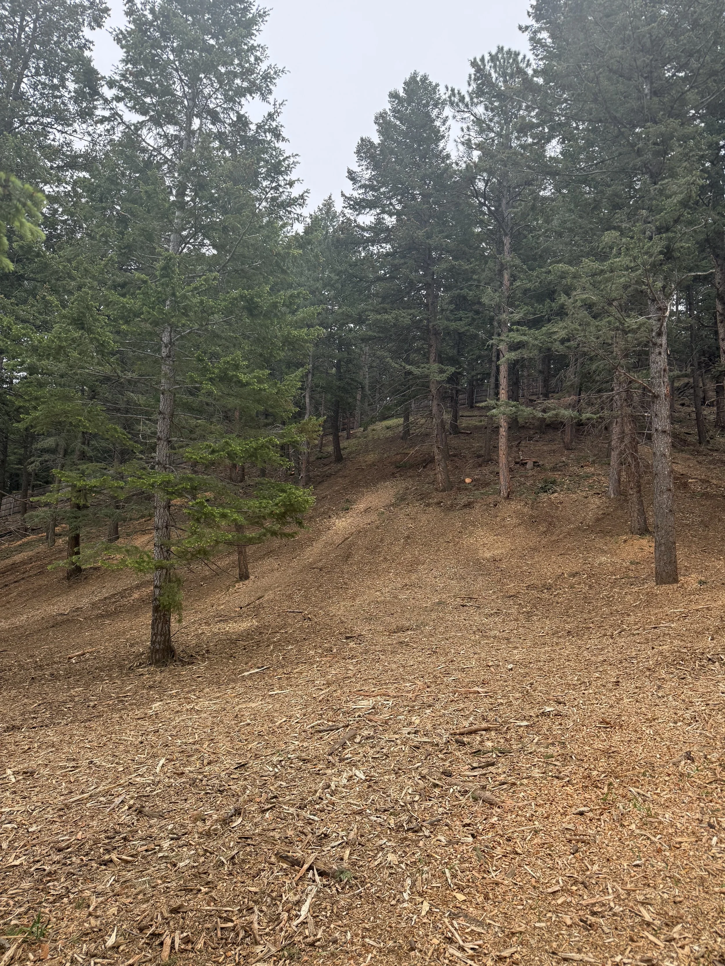 Cabrini Wildland Fire Fuels Reduction- 11 acres 