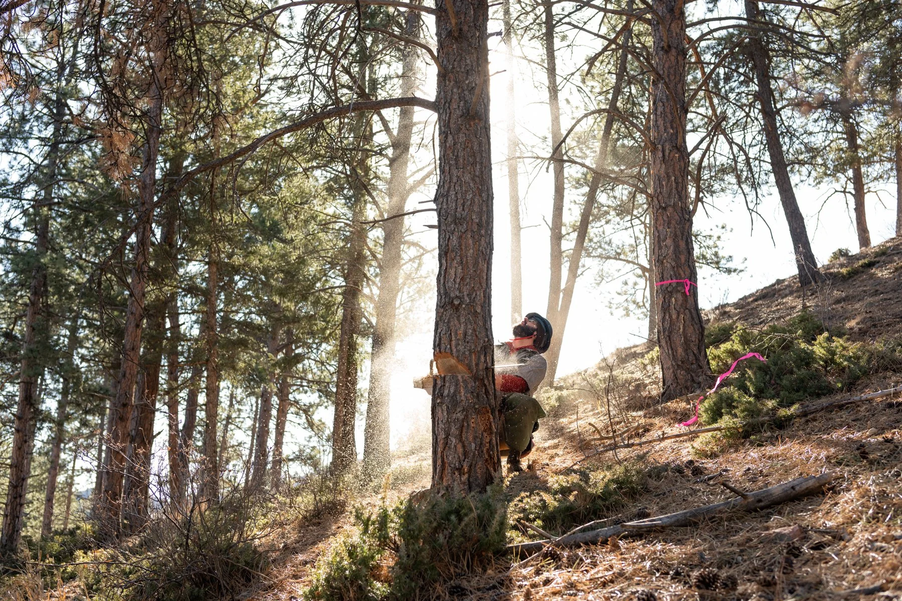 Fire Mitigation & Forestry
