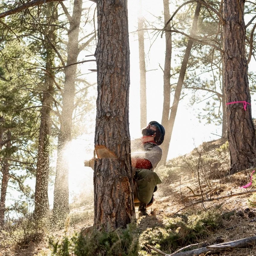A person wearing a helmet and safety gear has fallen while cutting down a tree in a forested area, with wood debris and sawdust flying around.