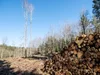 Pine Beetle Cleanup
