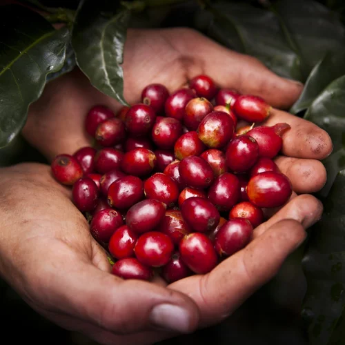 A coffee farmer's hands holding ripe coffee cherries, CSR photography for Nespresso by Sam Faulkner