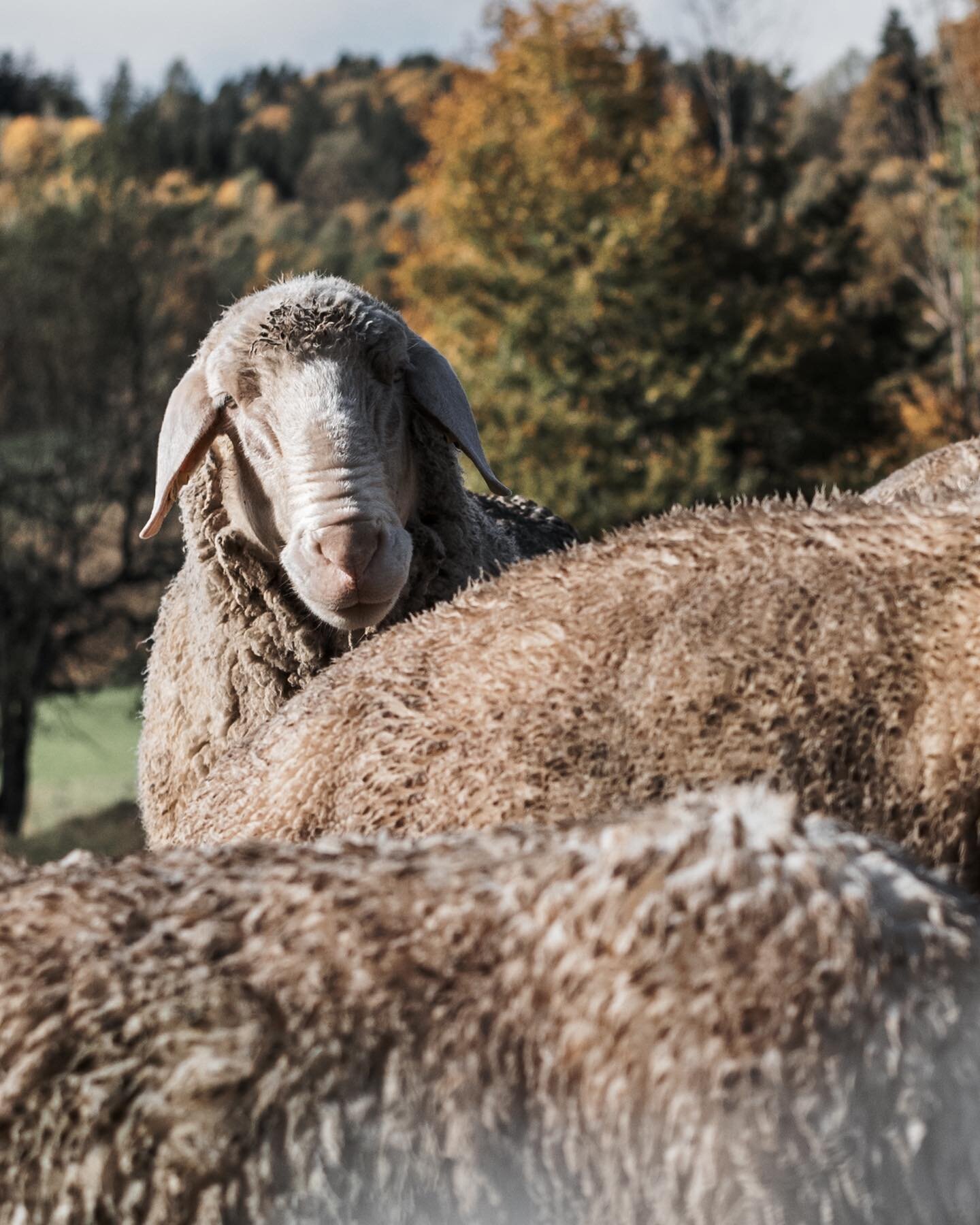 autumnSHEEPS

#leicam10r #summilux35asph #chiemsee #deinbayern