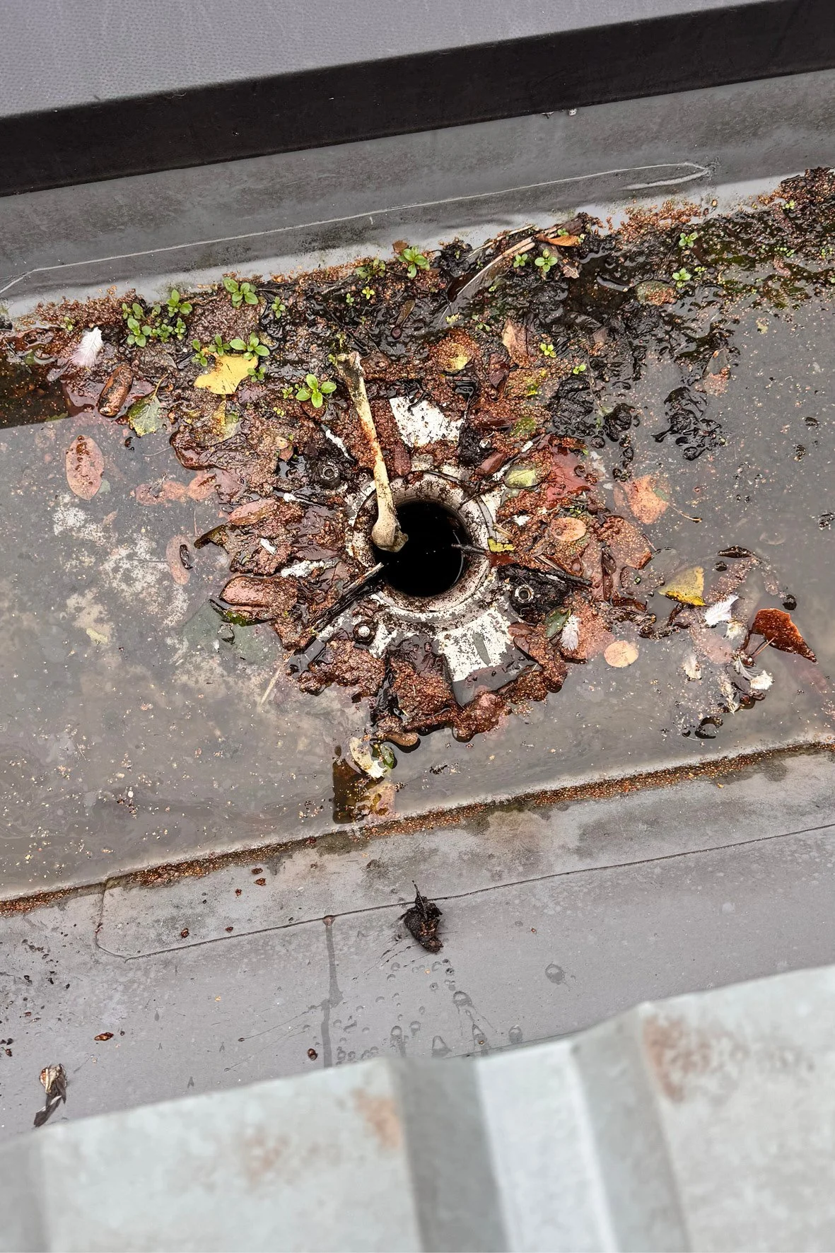 2025 Omnicleans_gutter cleaning4.jpg