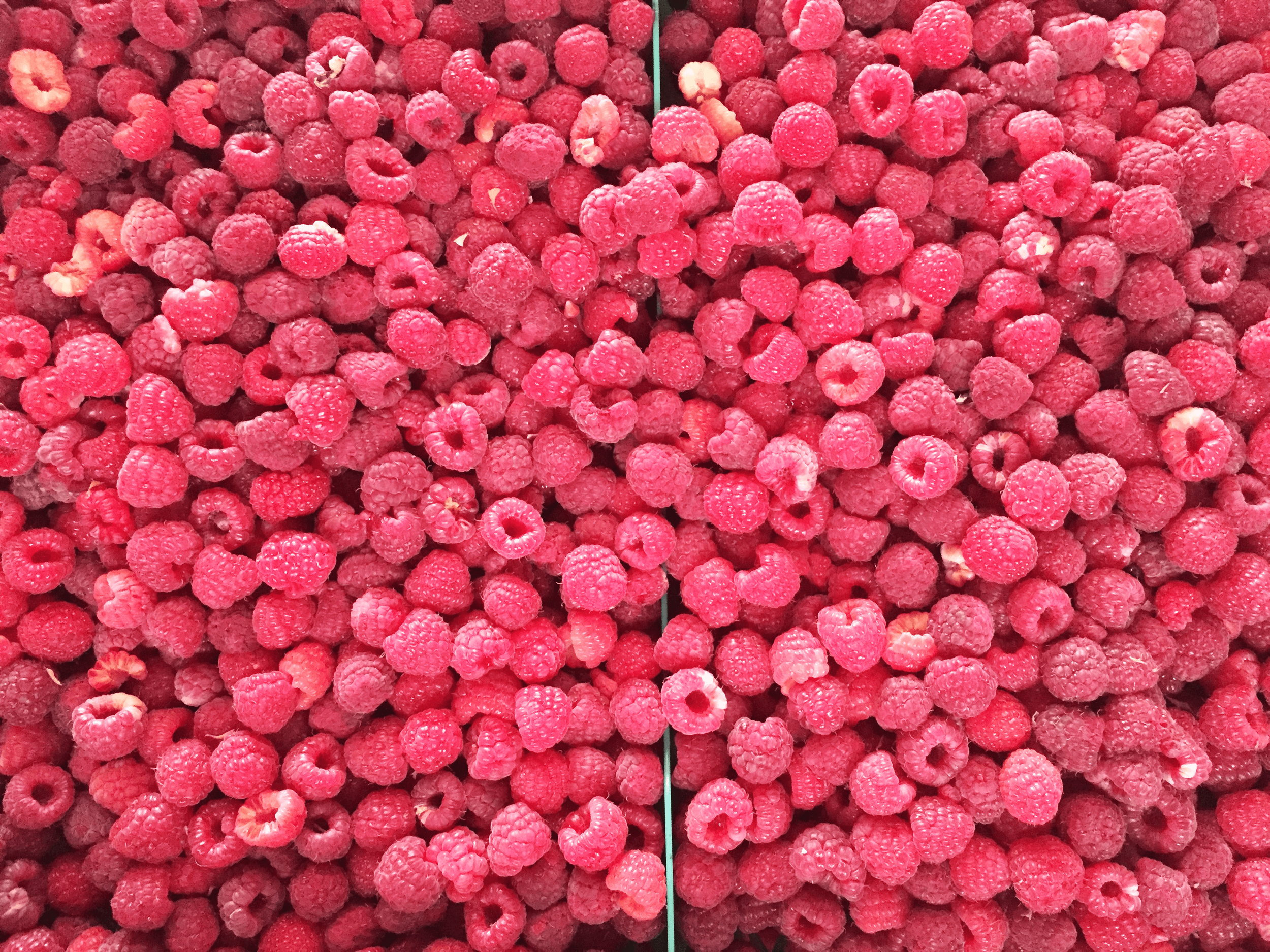 Friske hindbær fra Chile til forarbejdning som IQF og puré