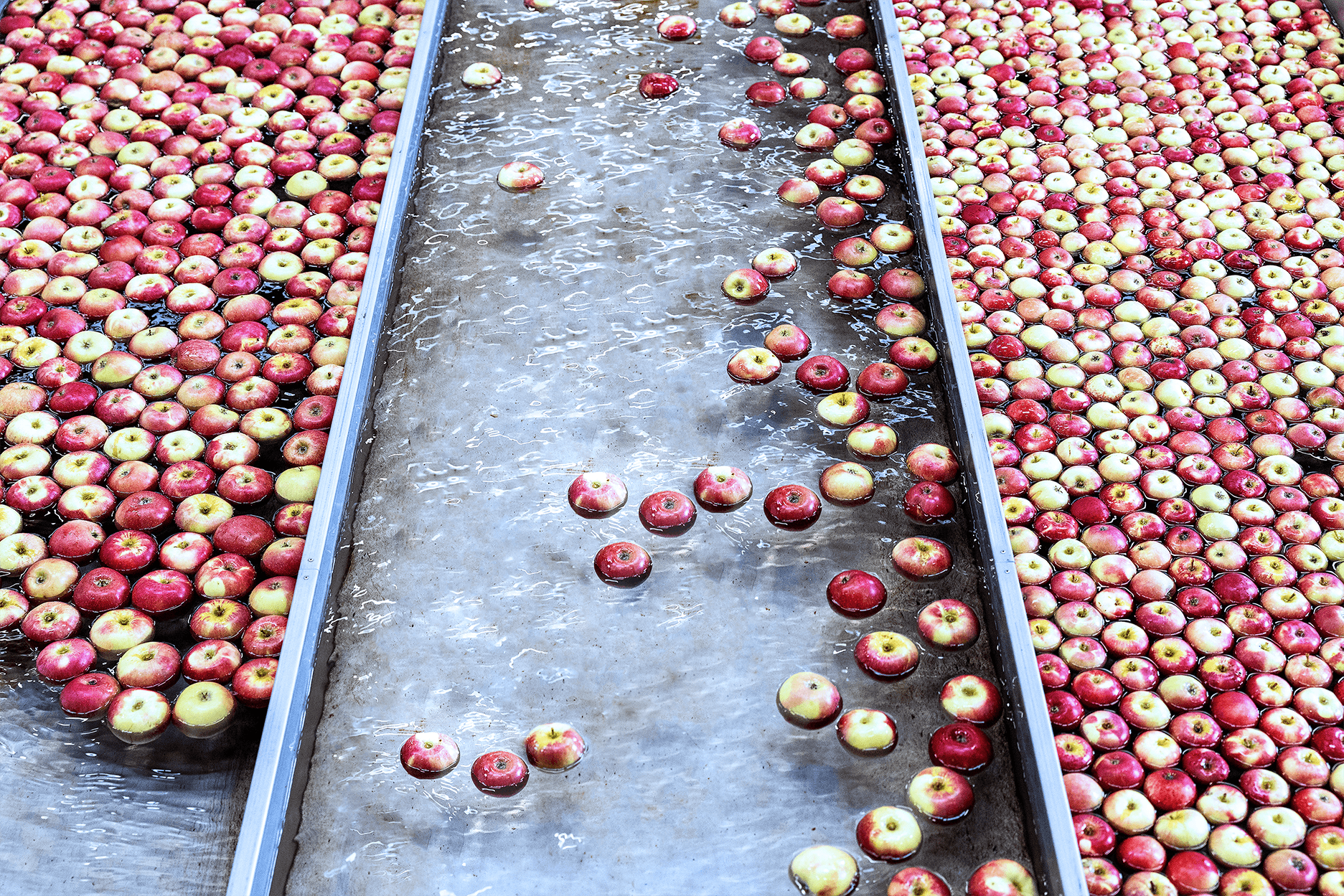 Clasificación de manzanas en la planta de Ørskov Frugt