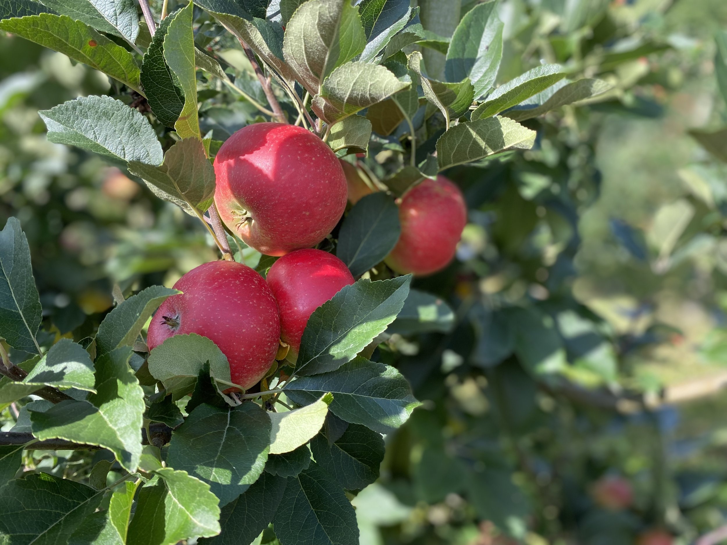 Manzanas Discovery maduras en el árbol del huerto Frugt de Ørskov