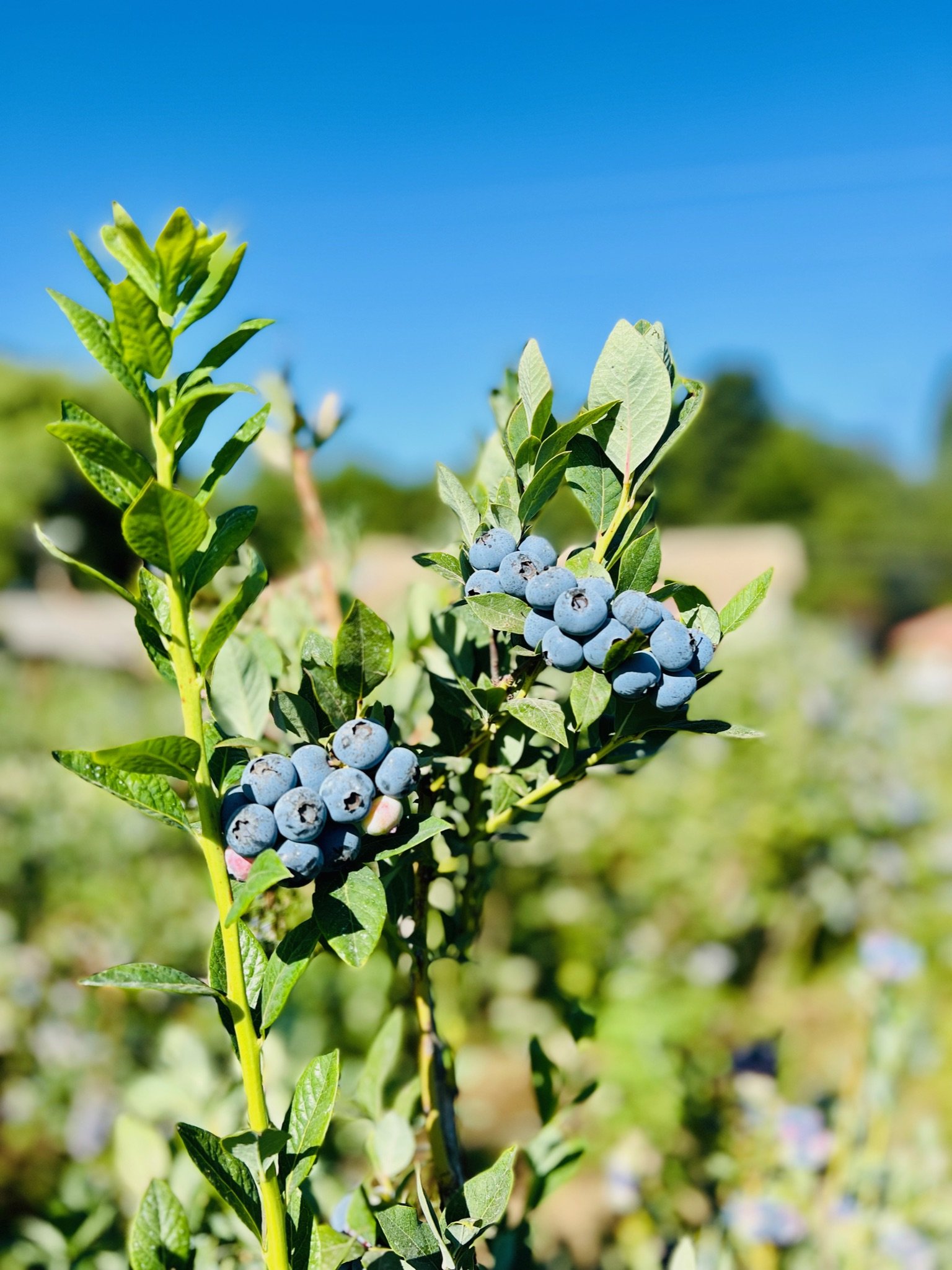 Arándanos frescos de Chile en el campo para ser procesados como IQF en Orskov Foods en Talca