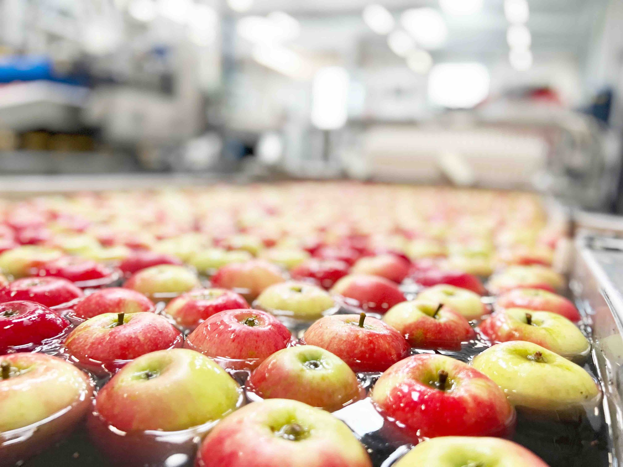 Danske æbler sorteres i Oure-fabrikken